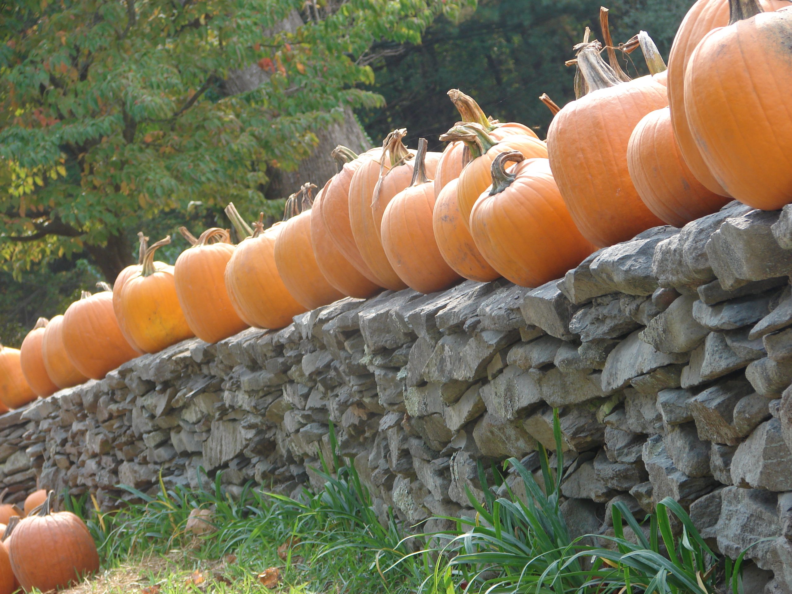 Pumpkins In A Row (user submitted)