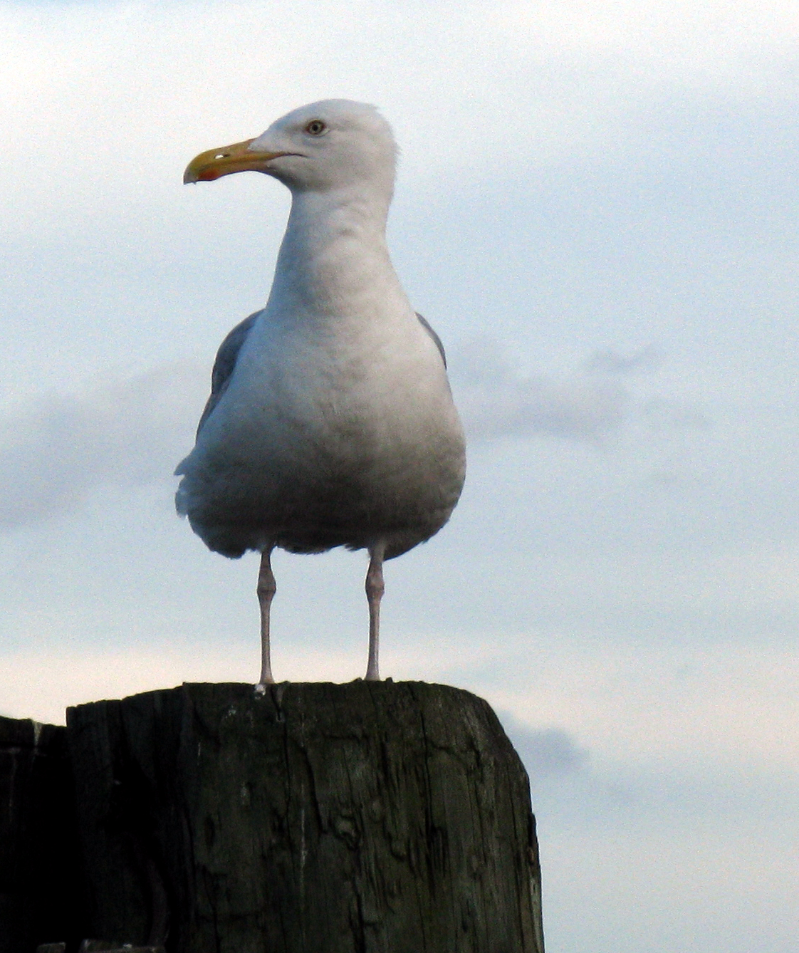 Gull Watching The Harbor (user submitted)