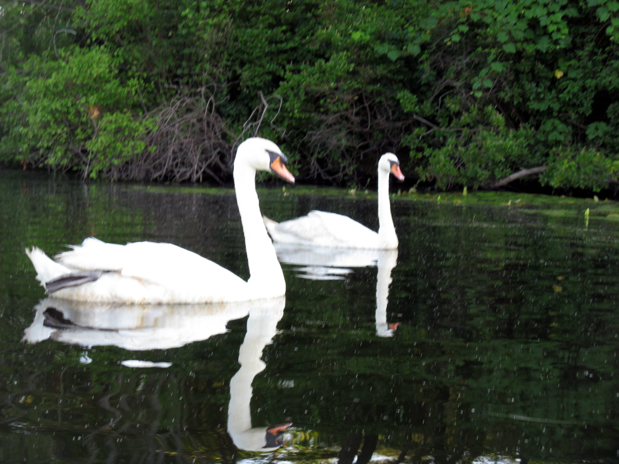 Swans On The Charles (user submitted)