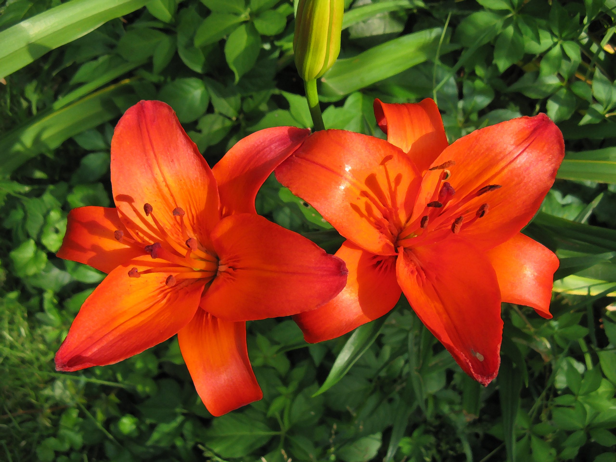 Daylillies (user submitted)