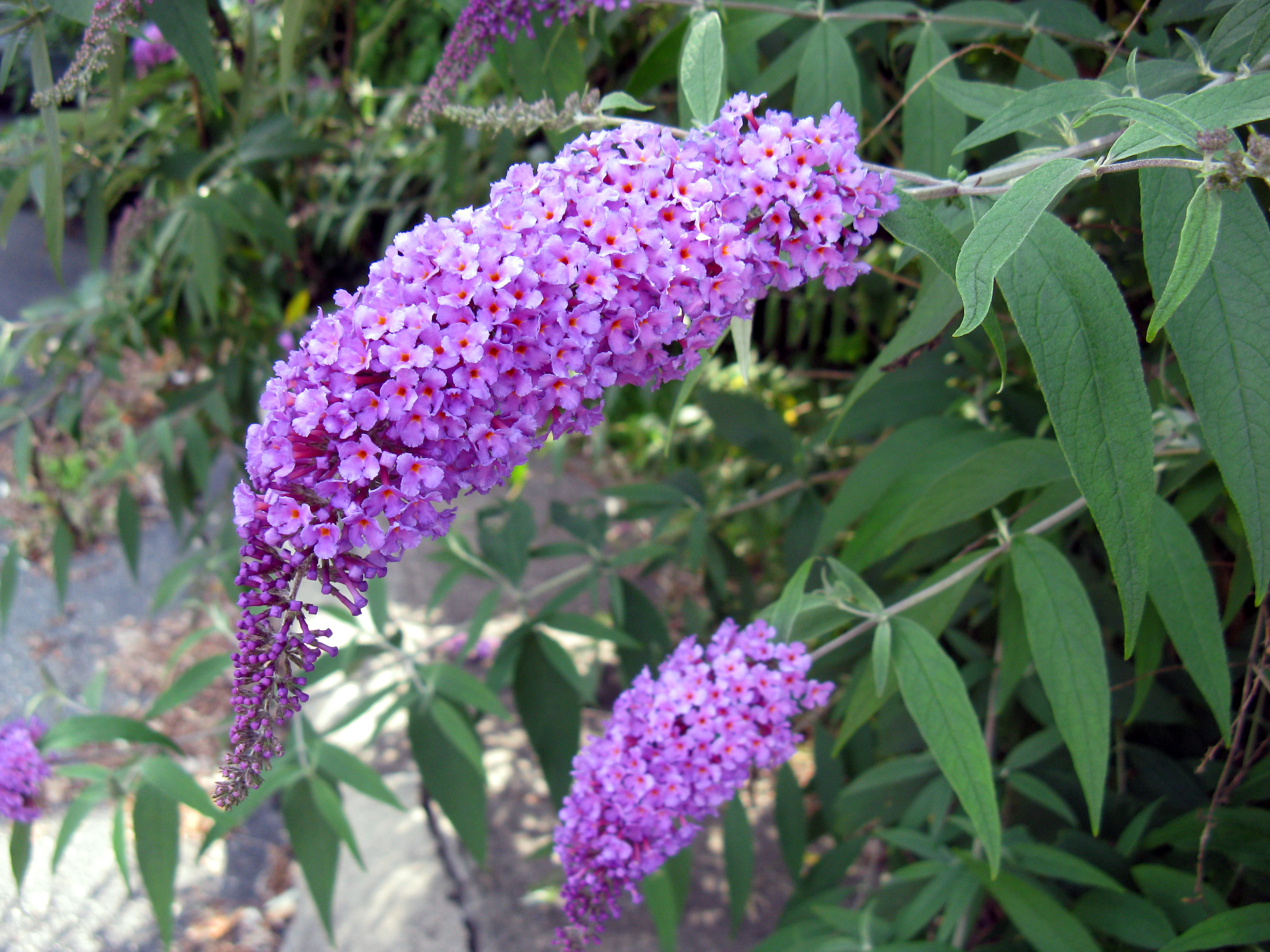 Purple Flowers - New England Today