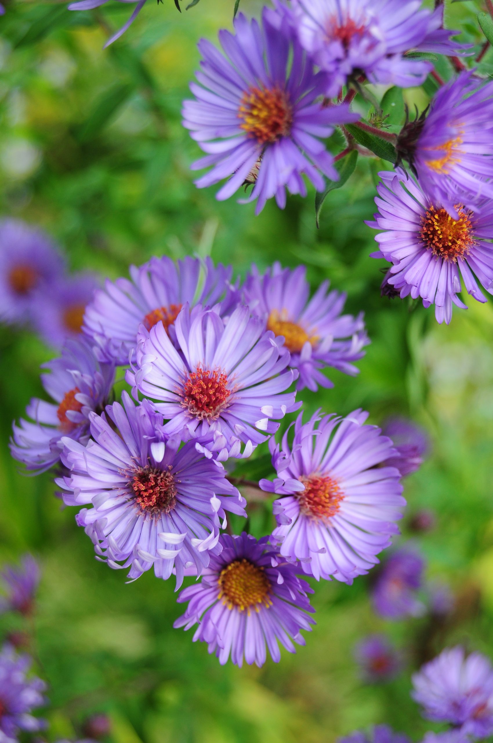 New England Asters (user submitted)