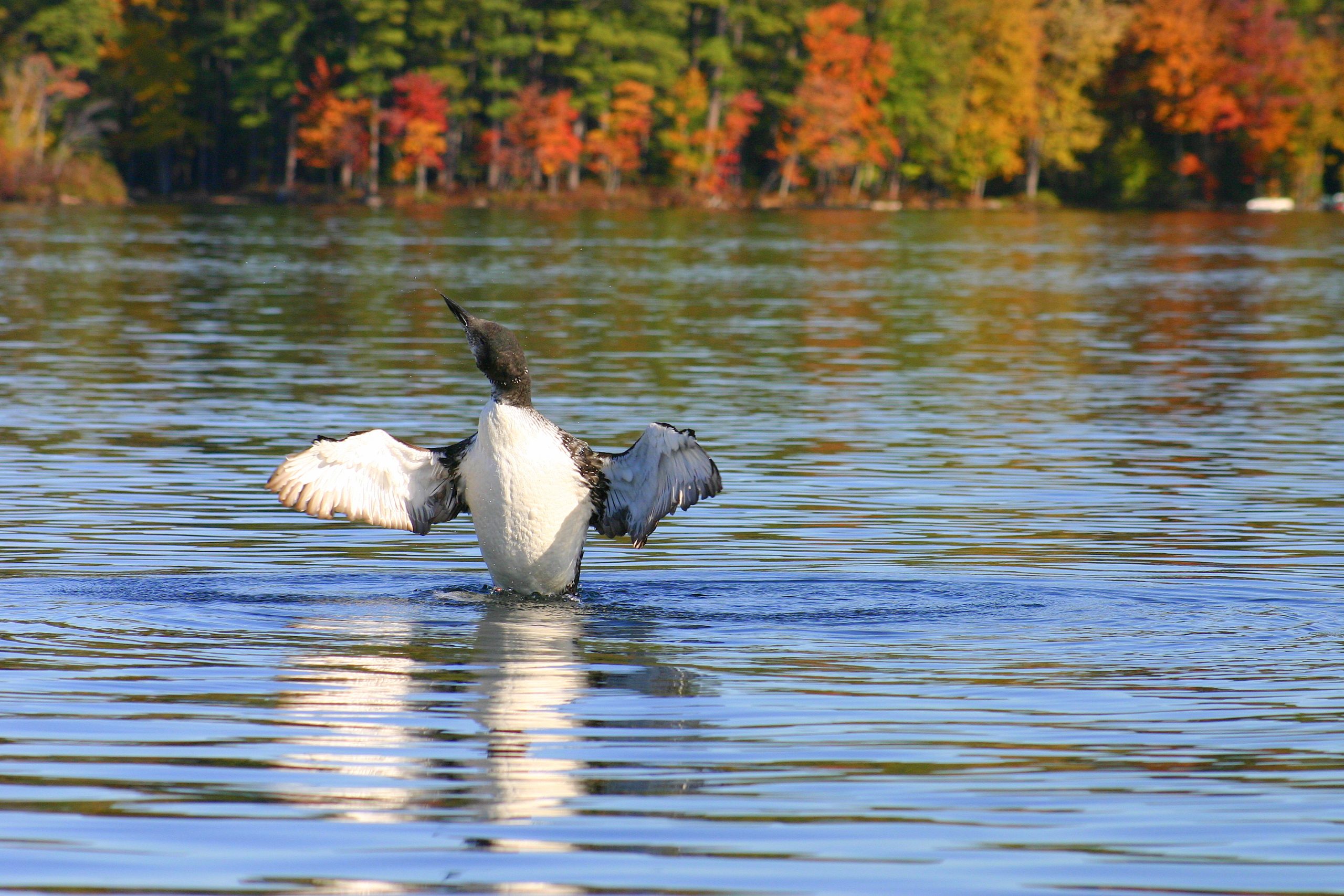 A Loon Strutting His Stuff On Kezar Lake (user submitted)