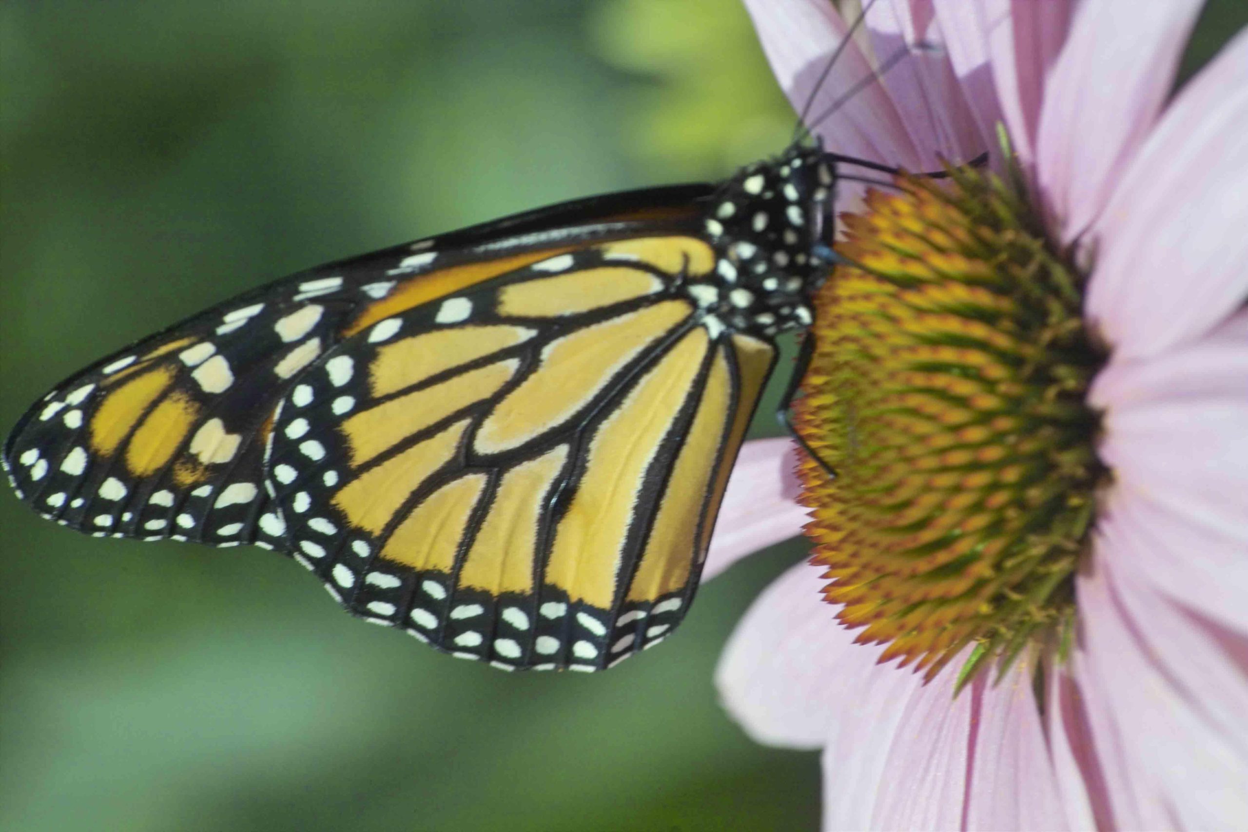 Monarch On Flower (user submitted)