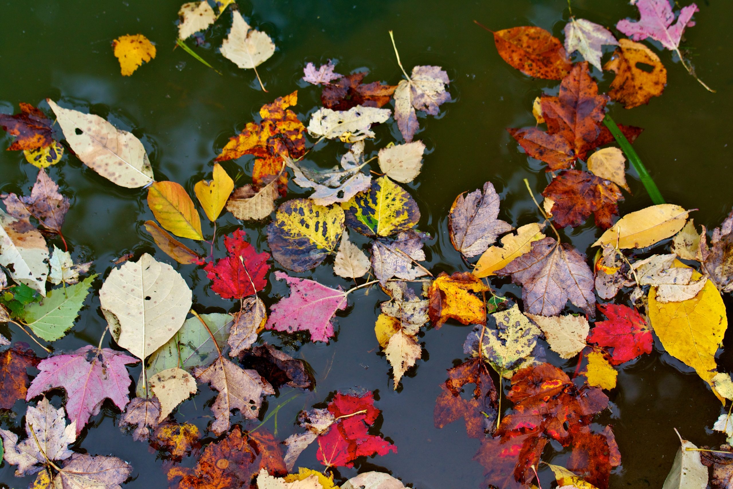 Leaves On The Pond (user submitted)