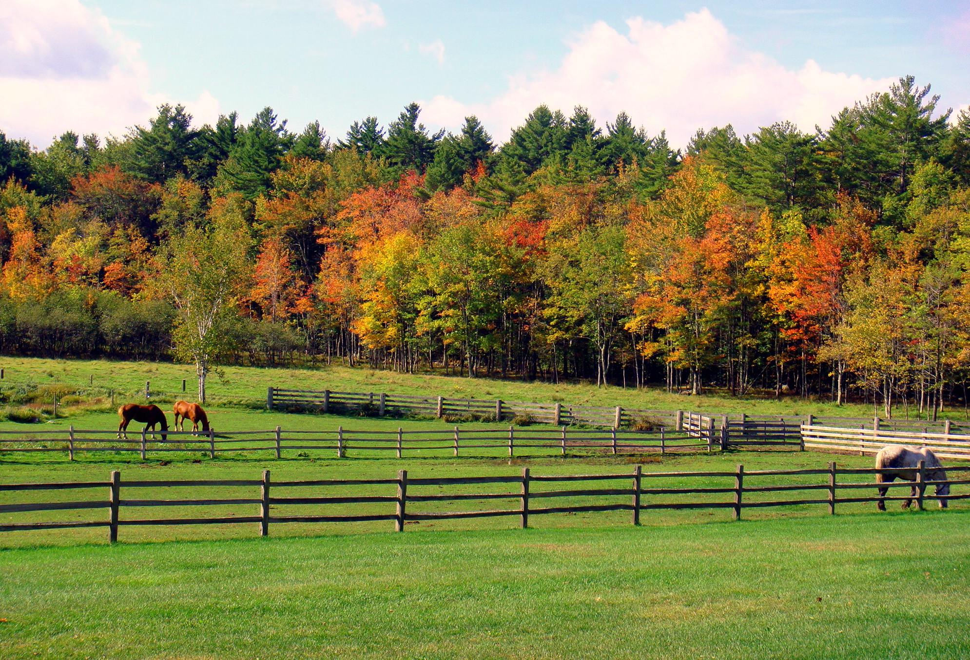 Horses Grazing On Beautiful Fall Day (user submitted)