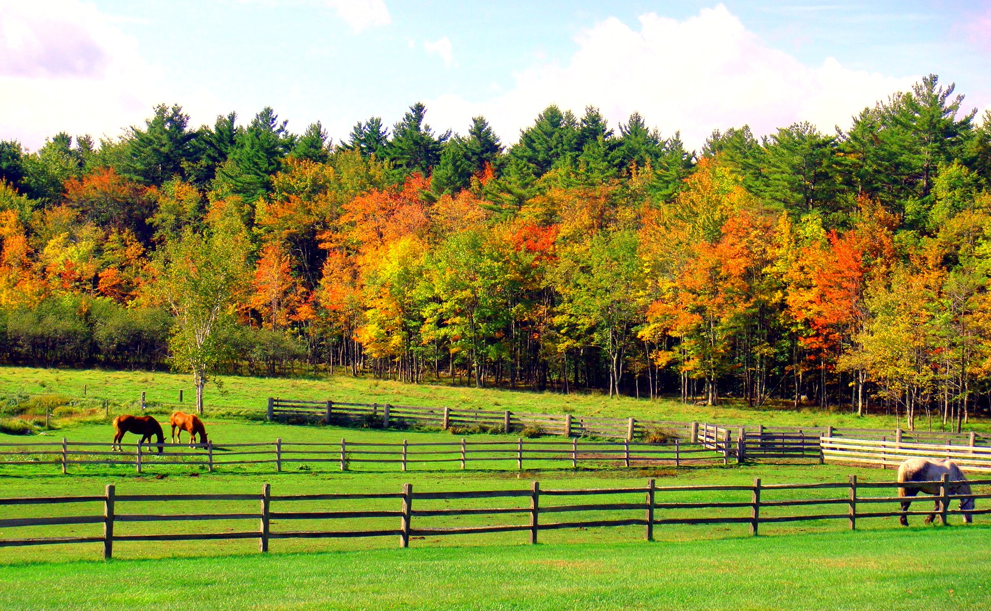 Horses Grazing On Beautiful Fall Morning (user submitted)