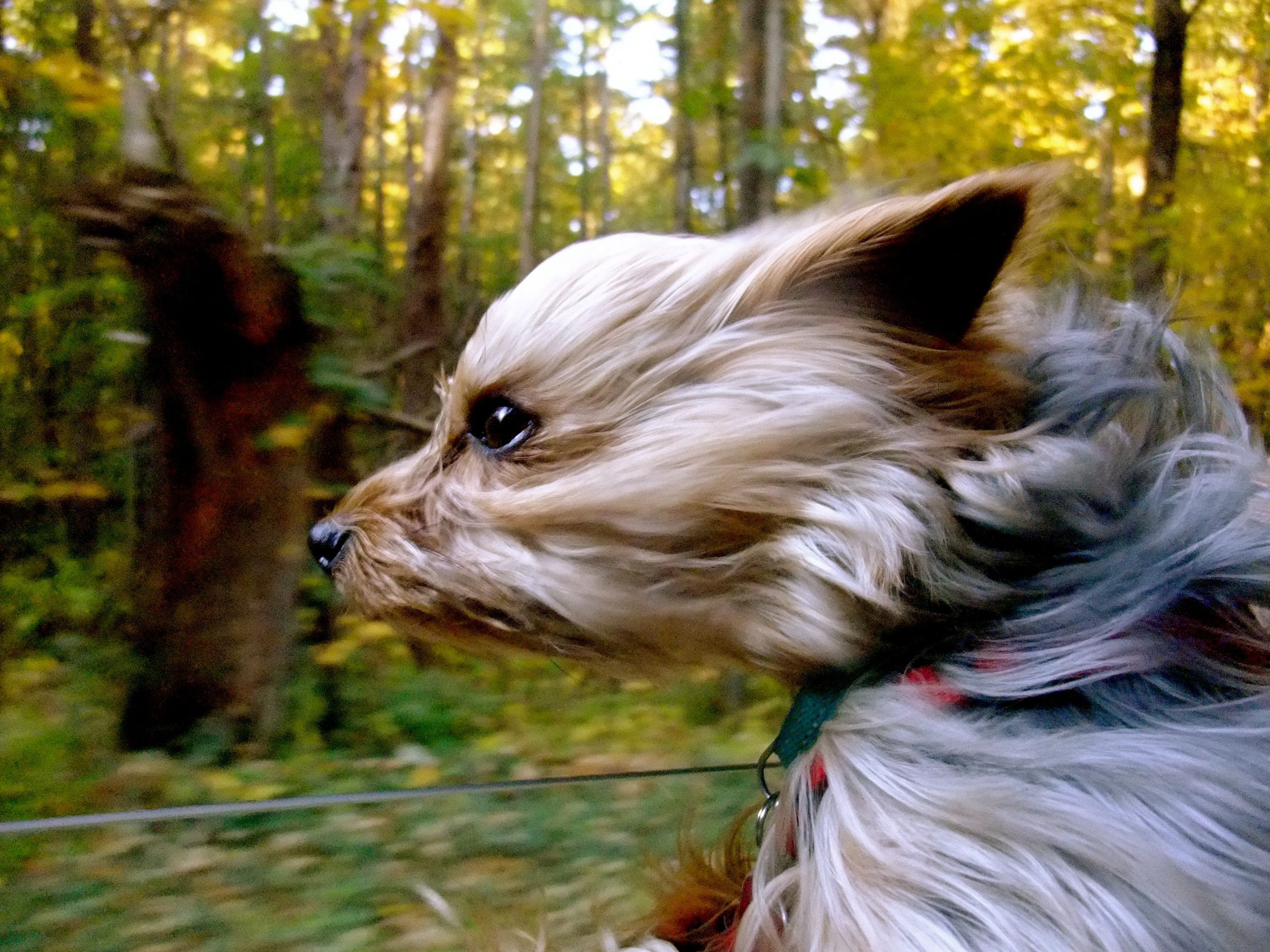 Dog In The Wind (user submitted)