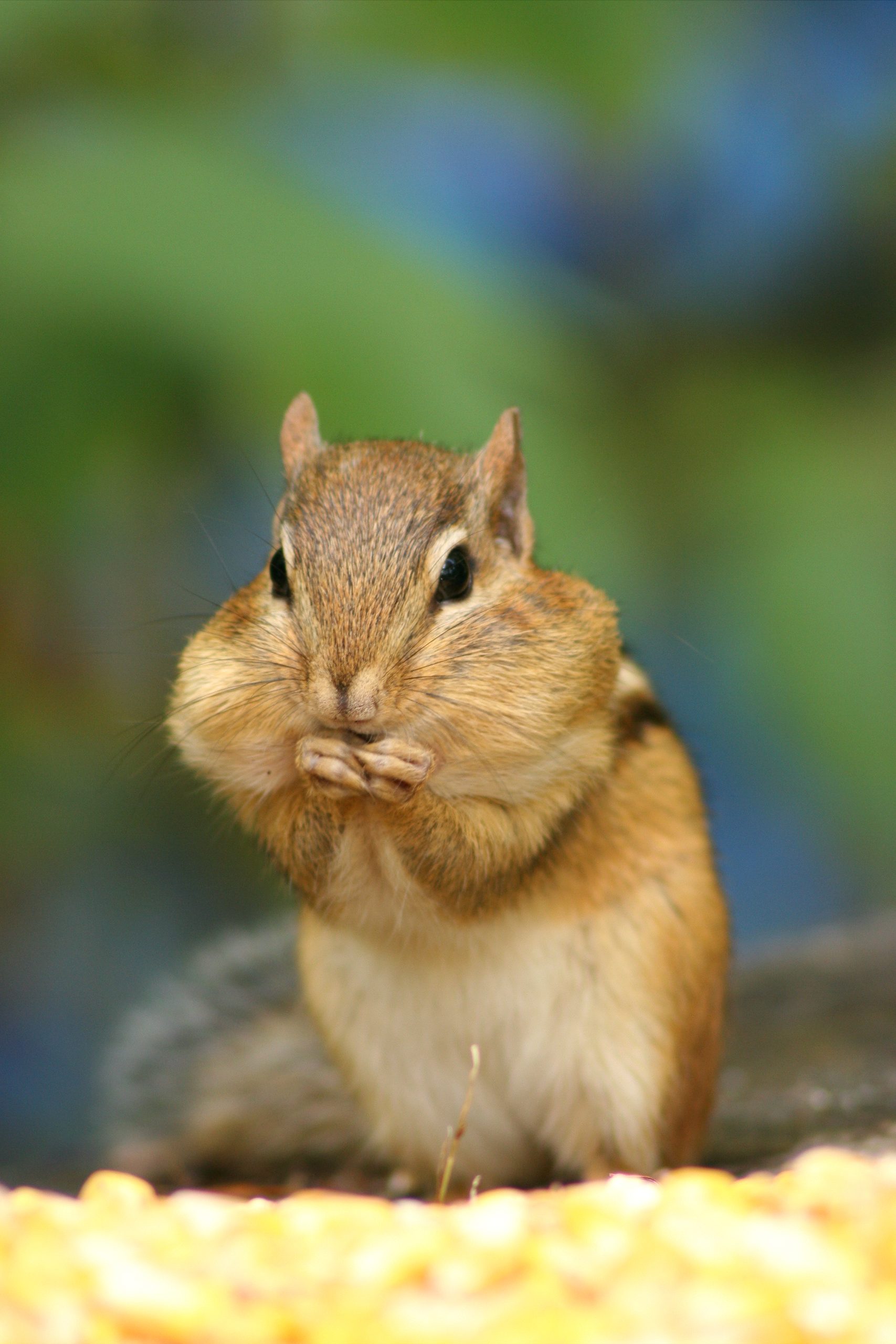 Happy Chipmunk (user submitted)