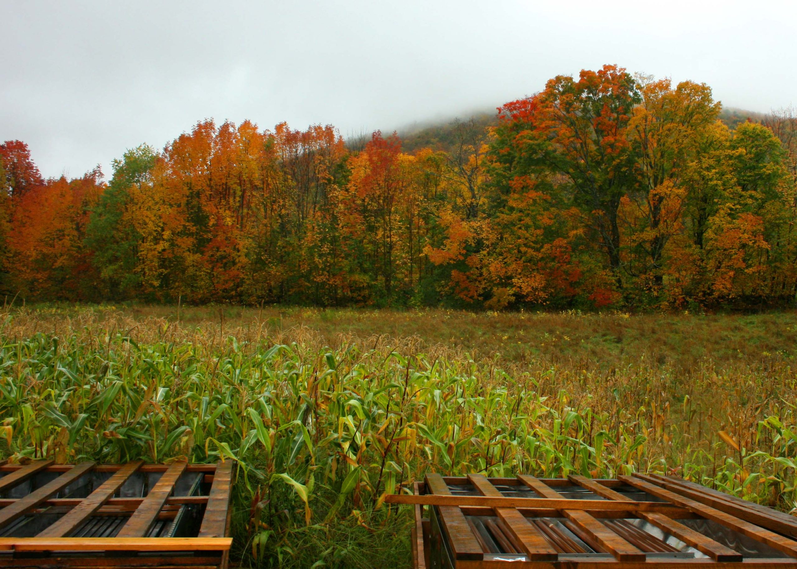 Foliage Of New Hampshire (user submitted)