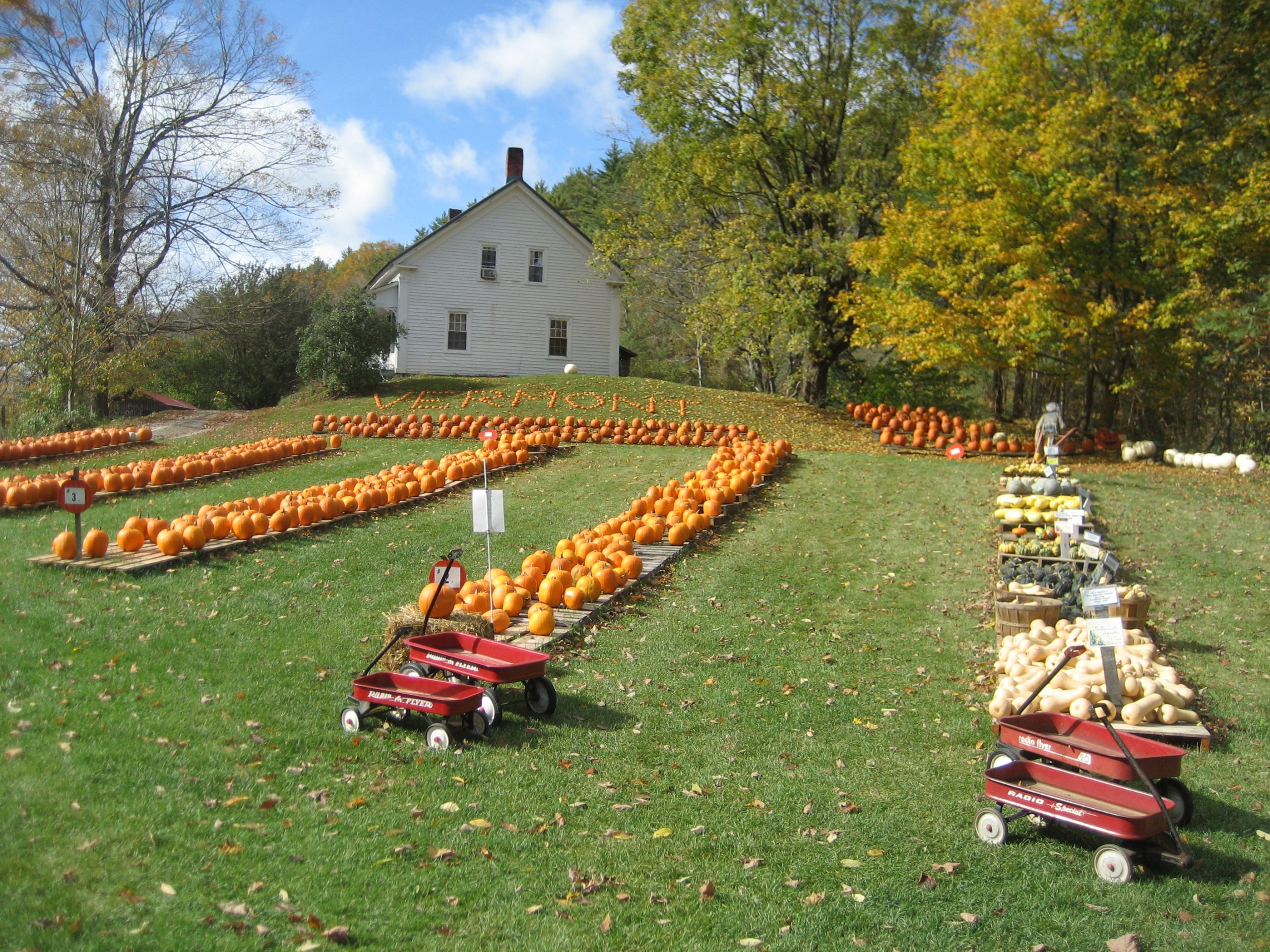 Vermont Pumpkins (user submitted)