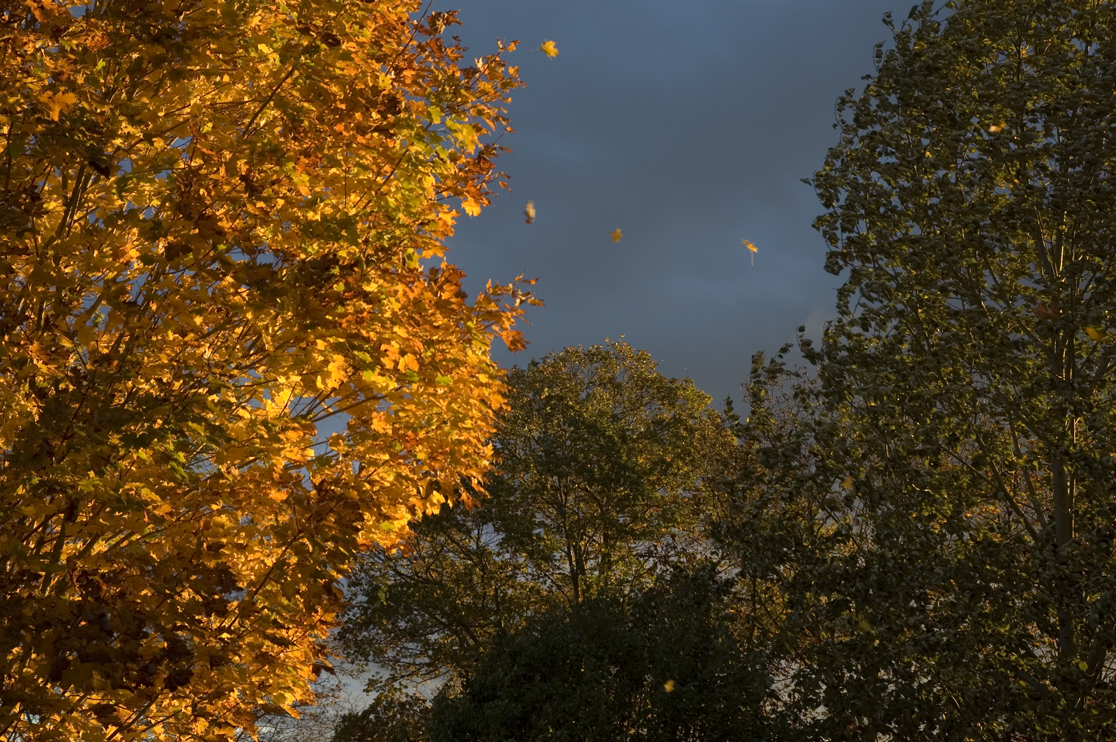 Autumn Leaves_01 (user submitted)