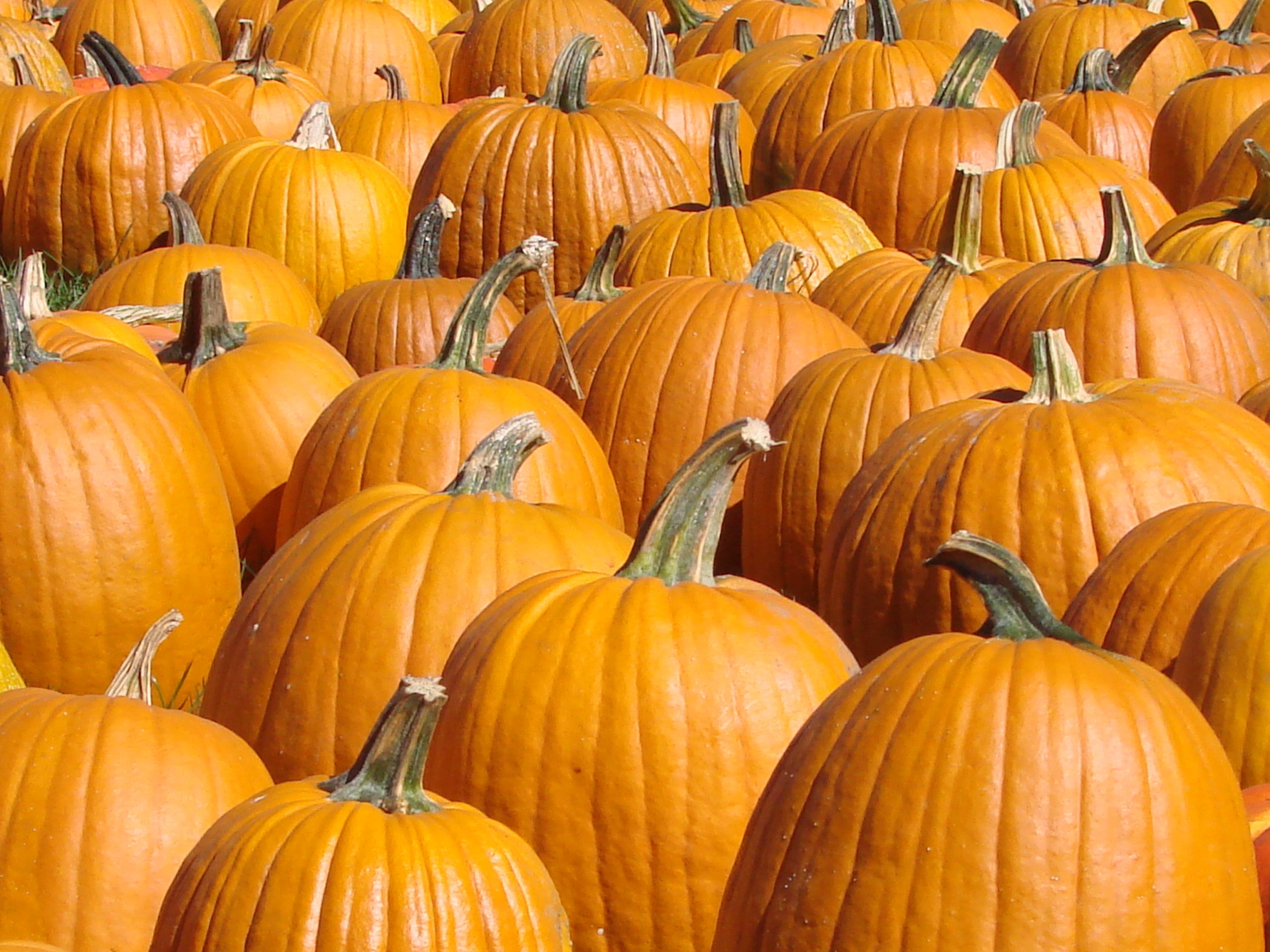 Pumpkins For Sale! (user submitted)