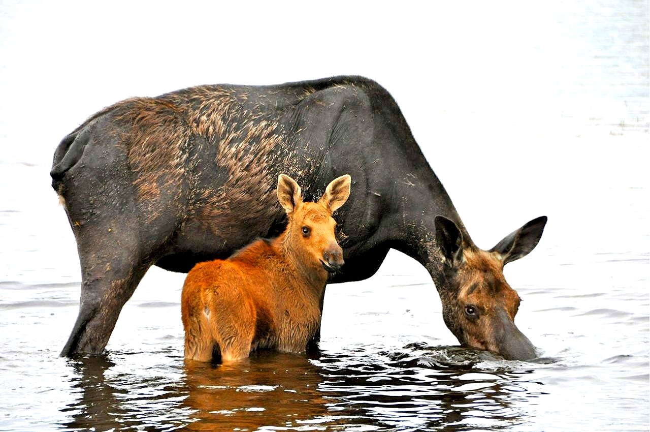 Baby And Mama Moose (user submitted)
