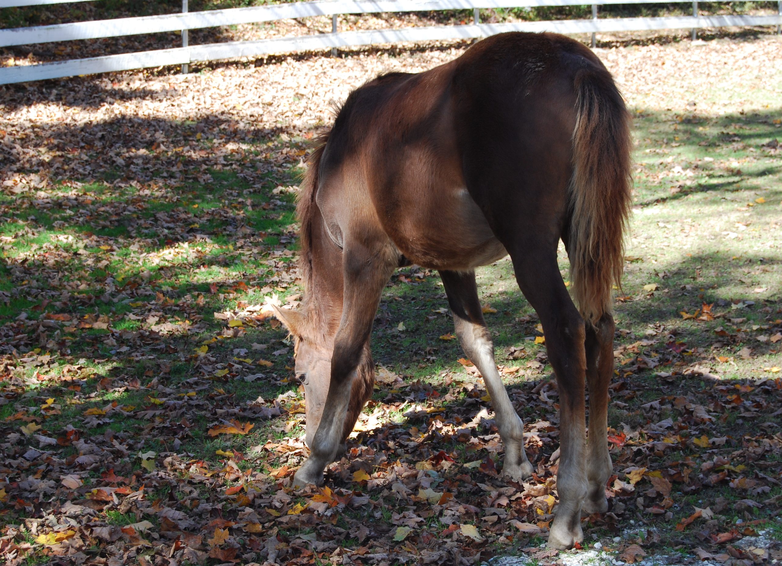 The Morgan Foal (user submitted)