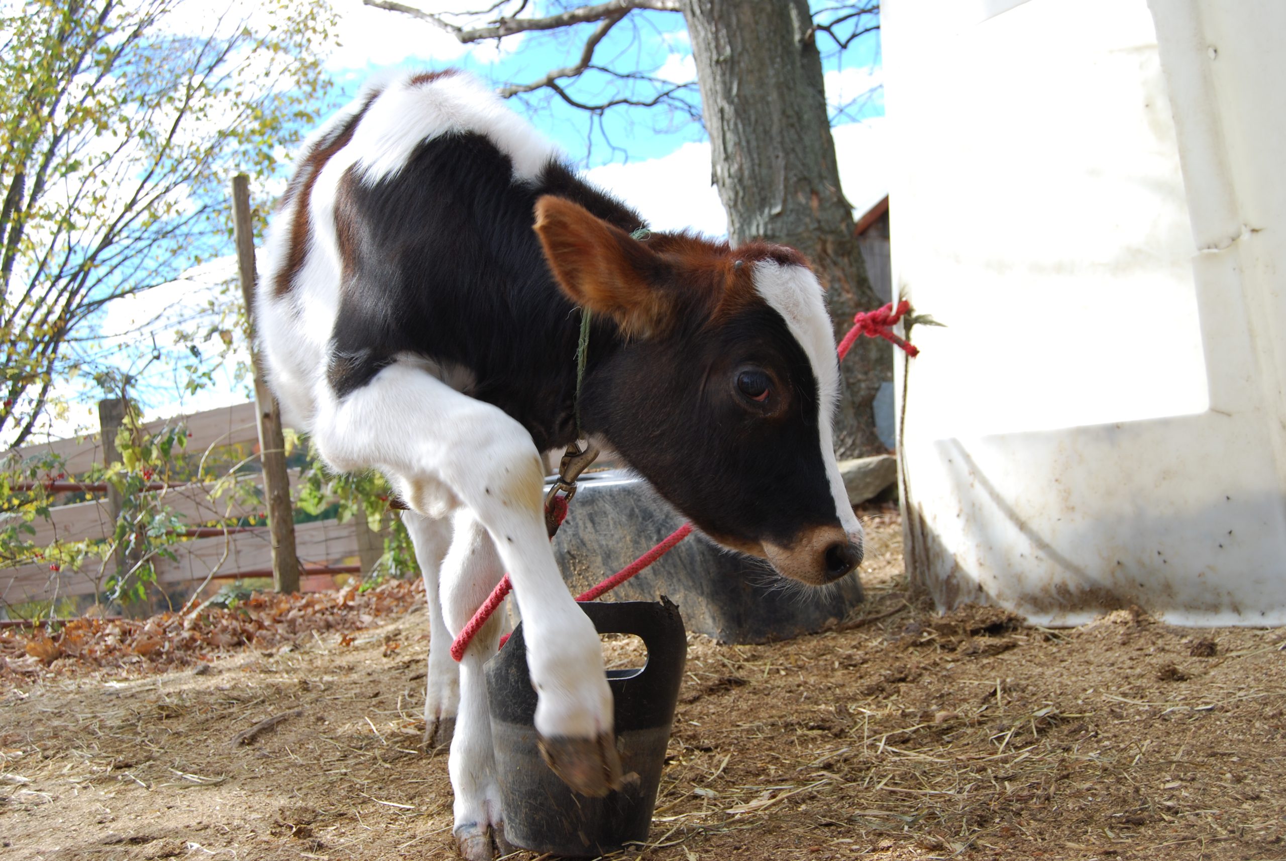 Playful Calf (user submitted)