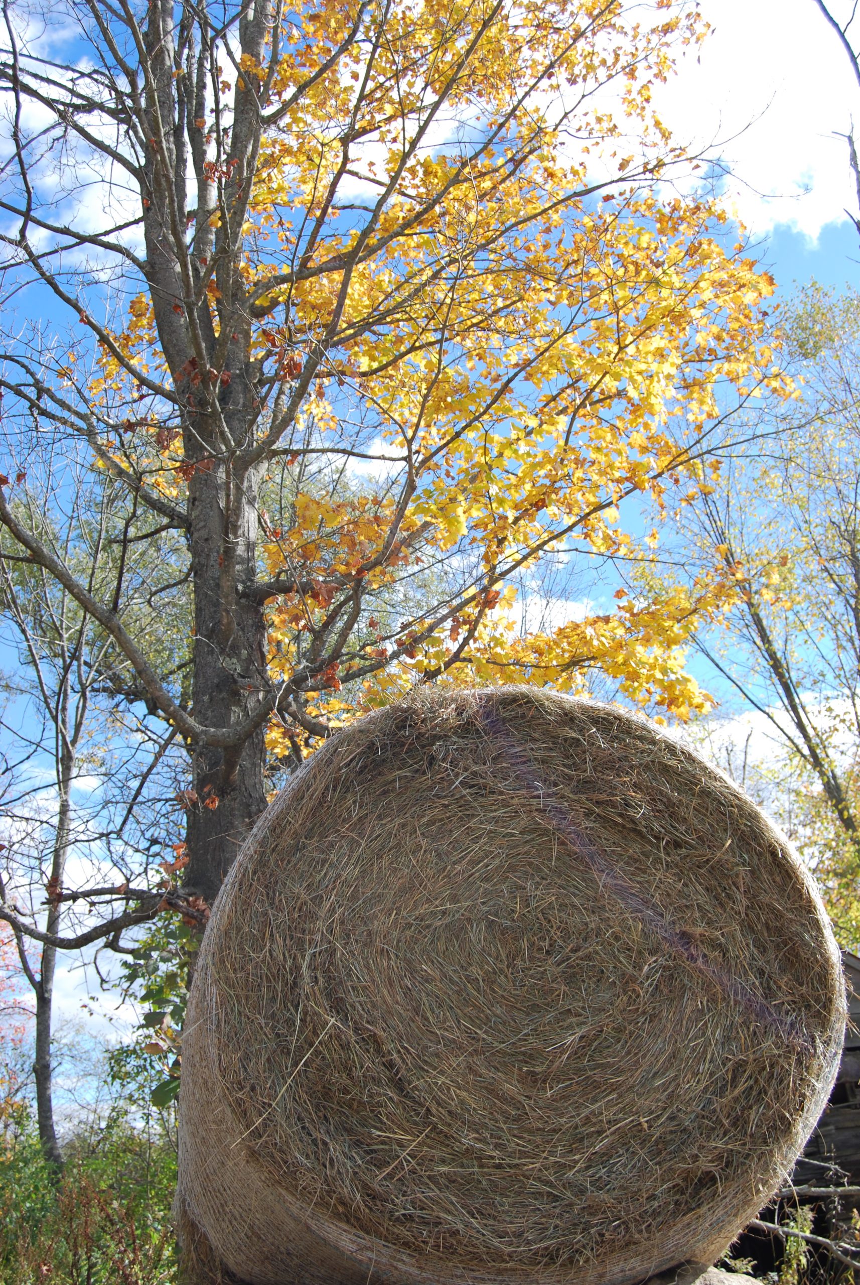 Autumn Hay Rolls New England