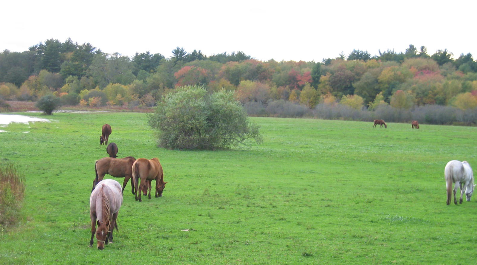 Horses In Autumn (user submitted)