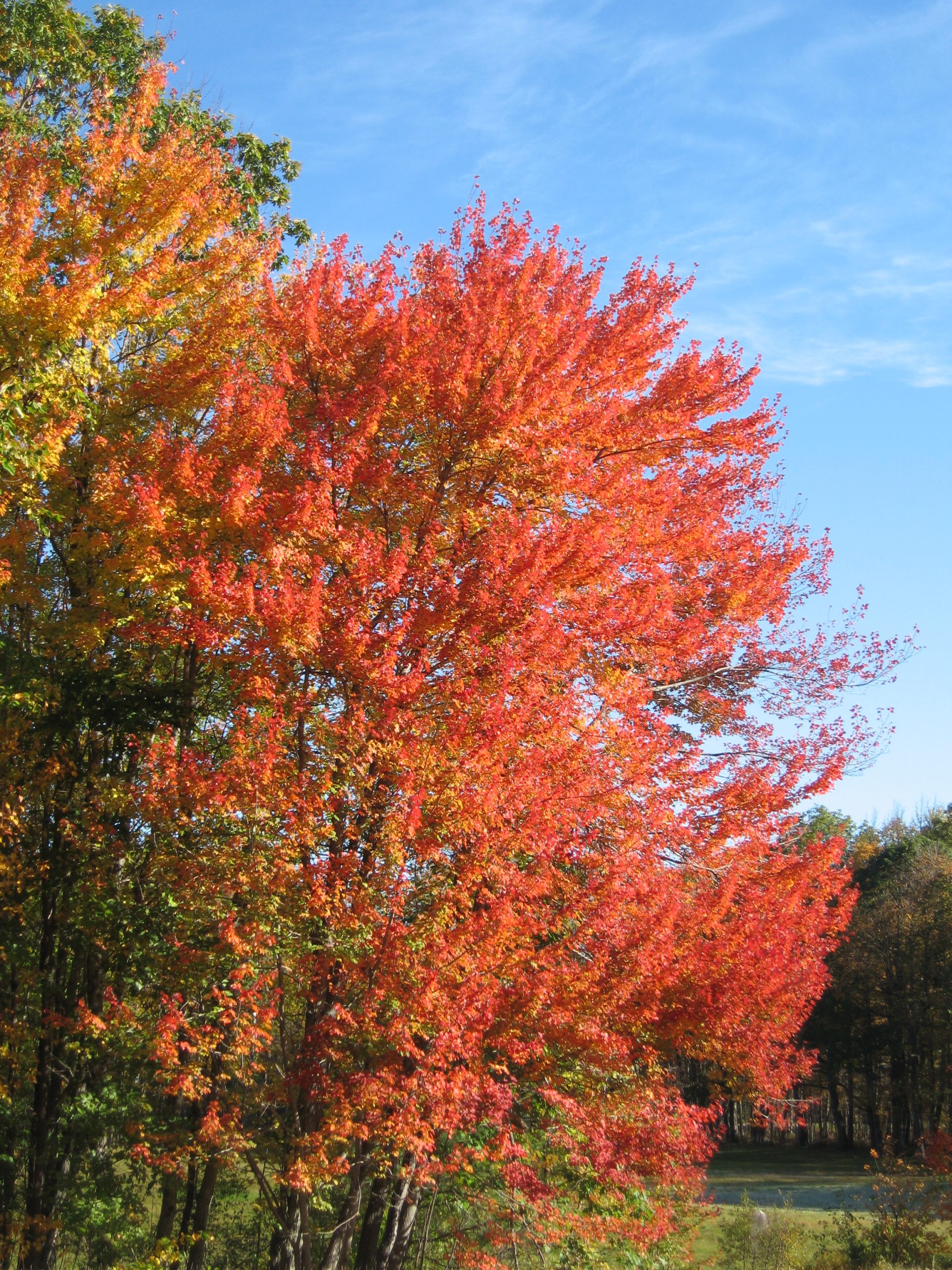 Foliage At Peak New England