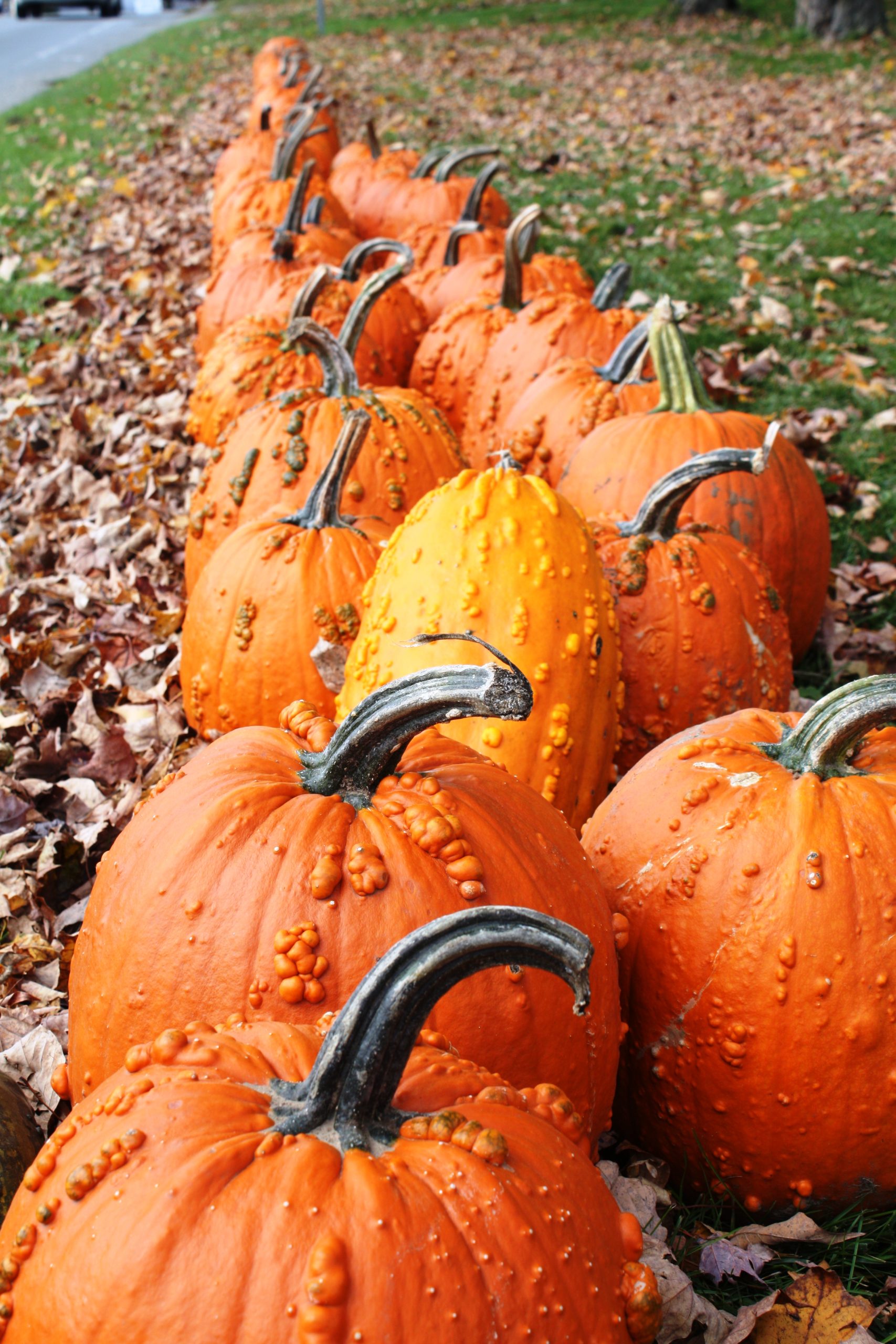 Pumpkins (user submitted)