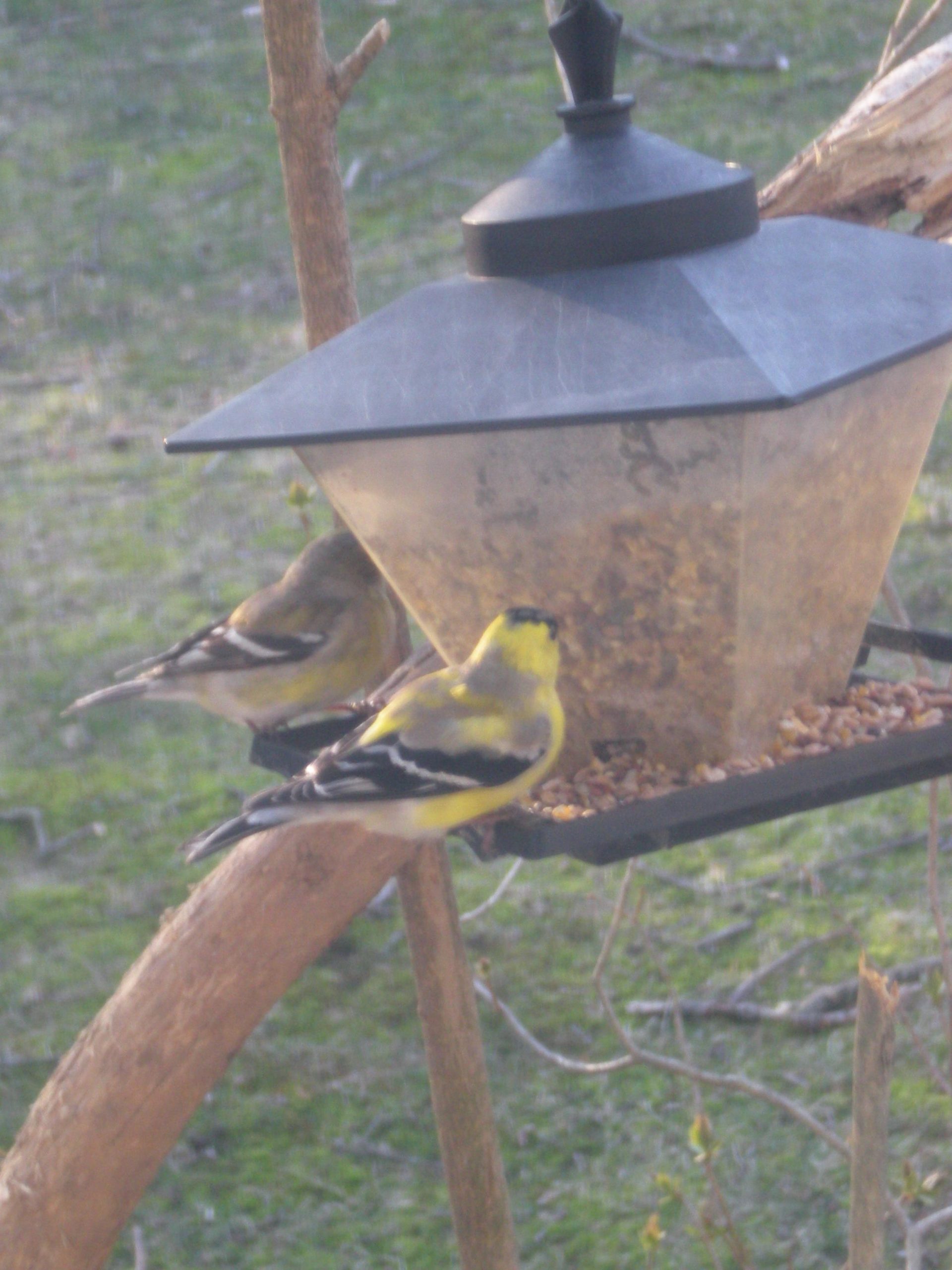 Golden Finches (user submitted)