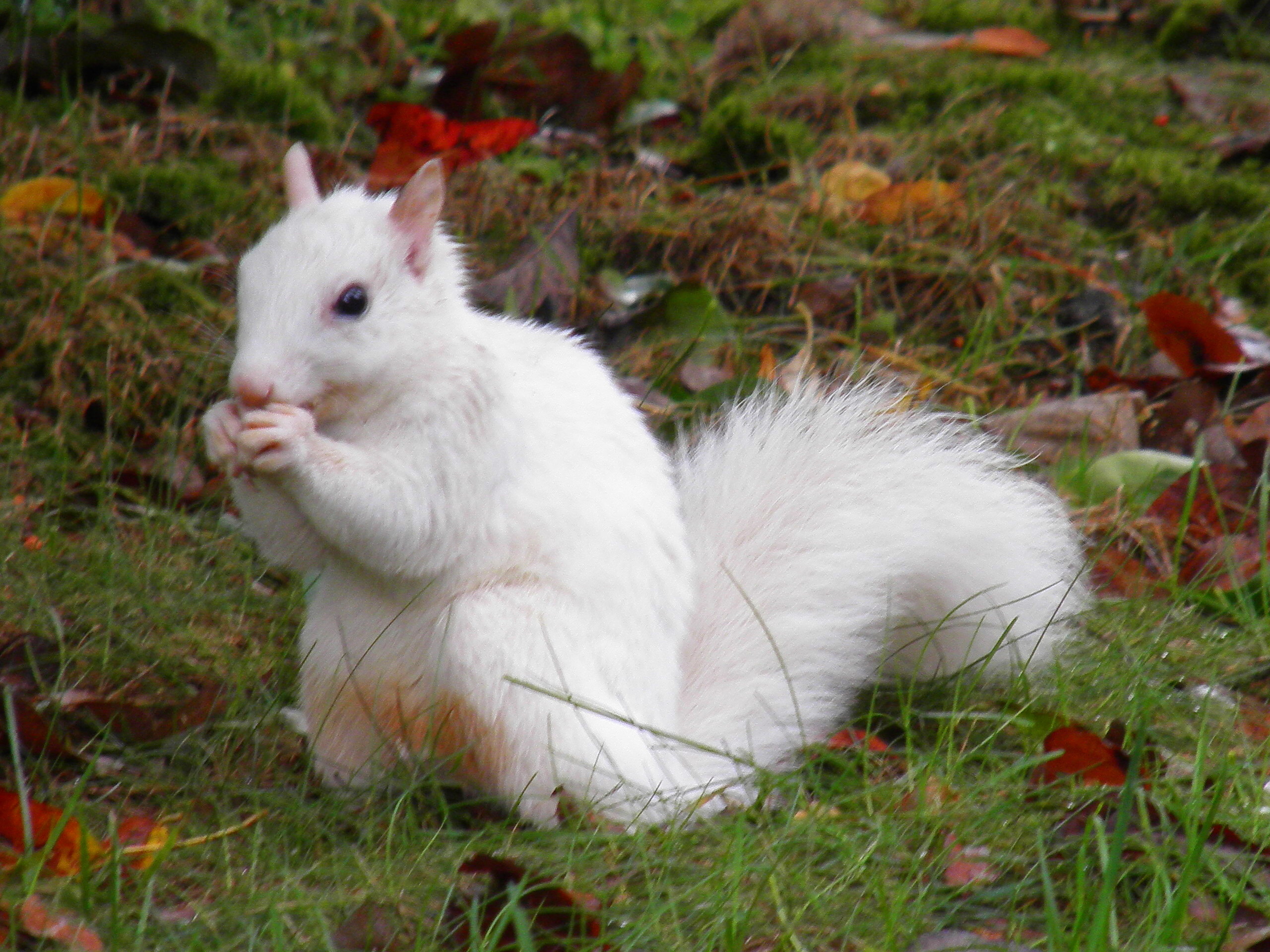 Stratford&#8217;s White Squirrels (user submitted)
