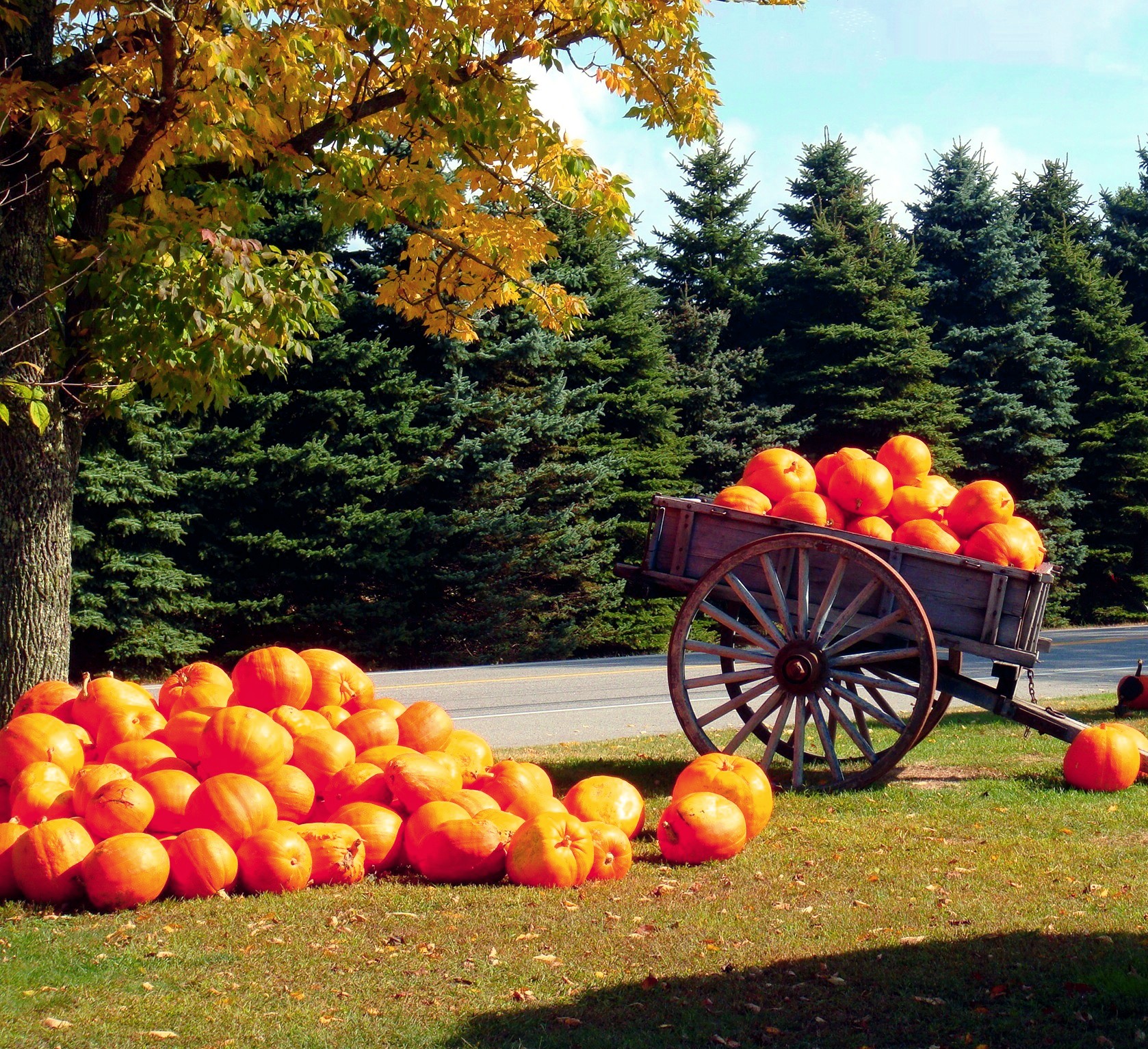 Pumpkin Time In Wells, Maine  (user submitted)