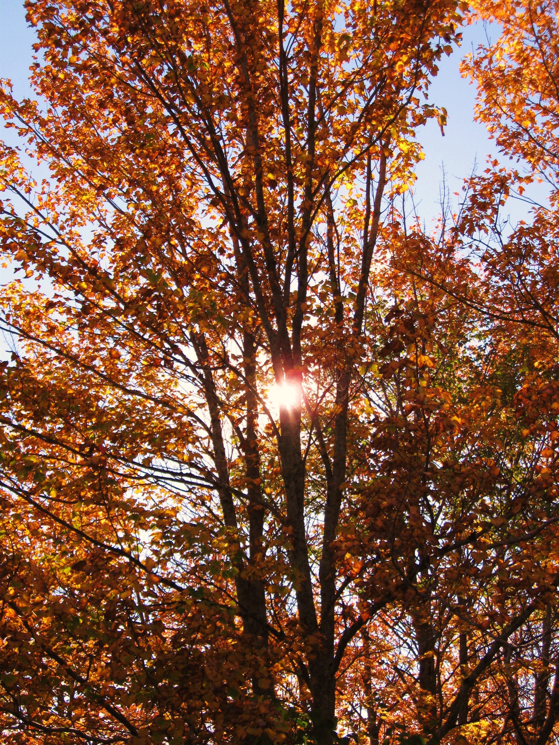 Sun Down Behind Maple Tree (user submitted)