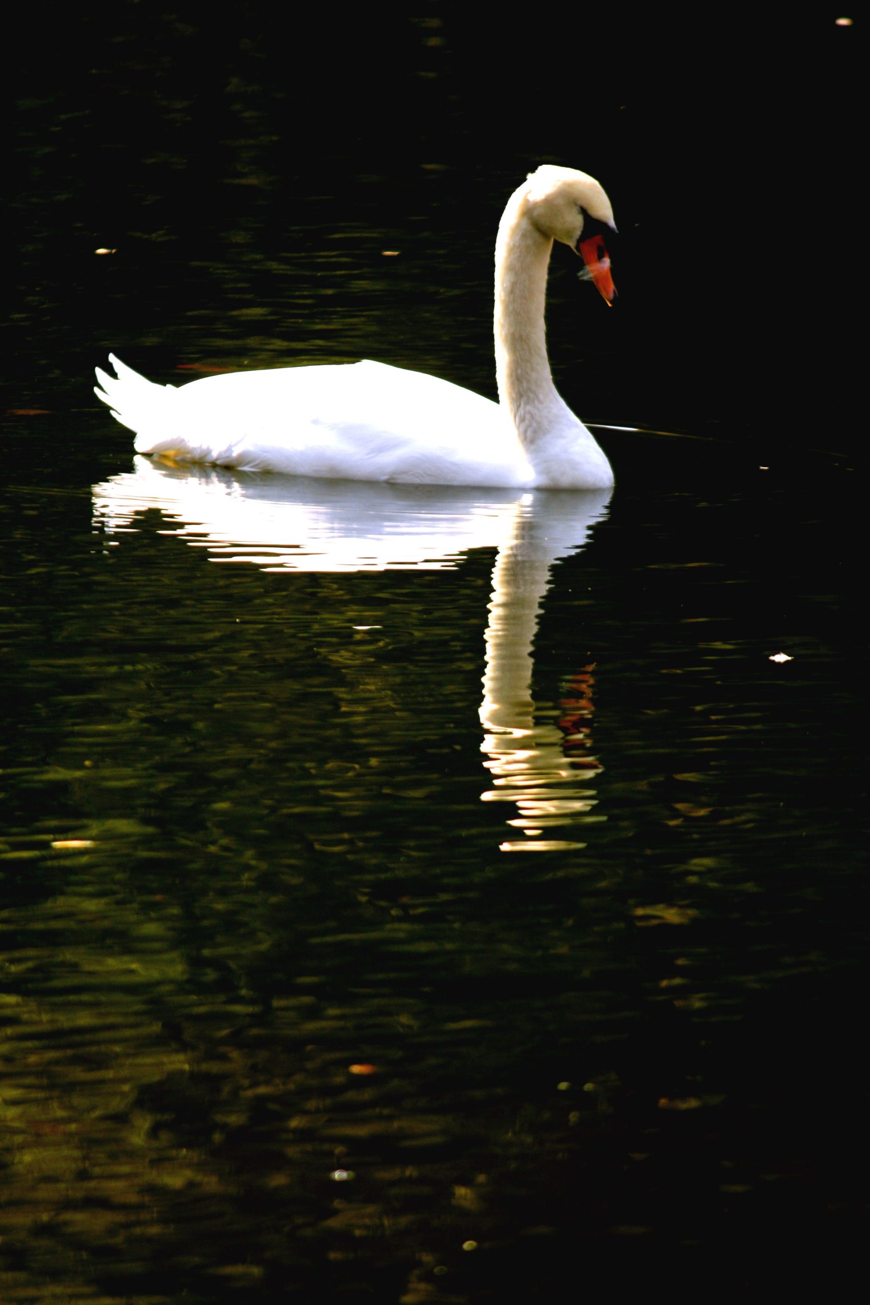 Swan On Boston Swan Pond (user submitted)