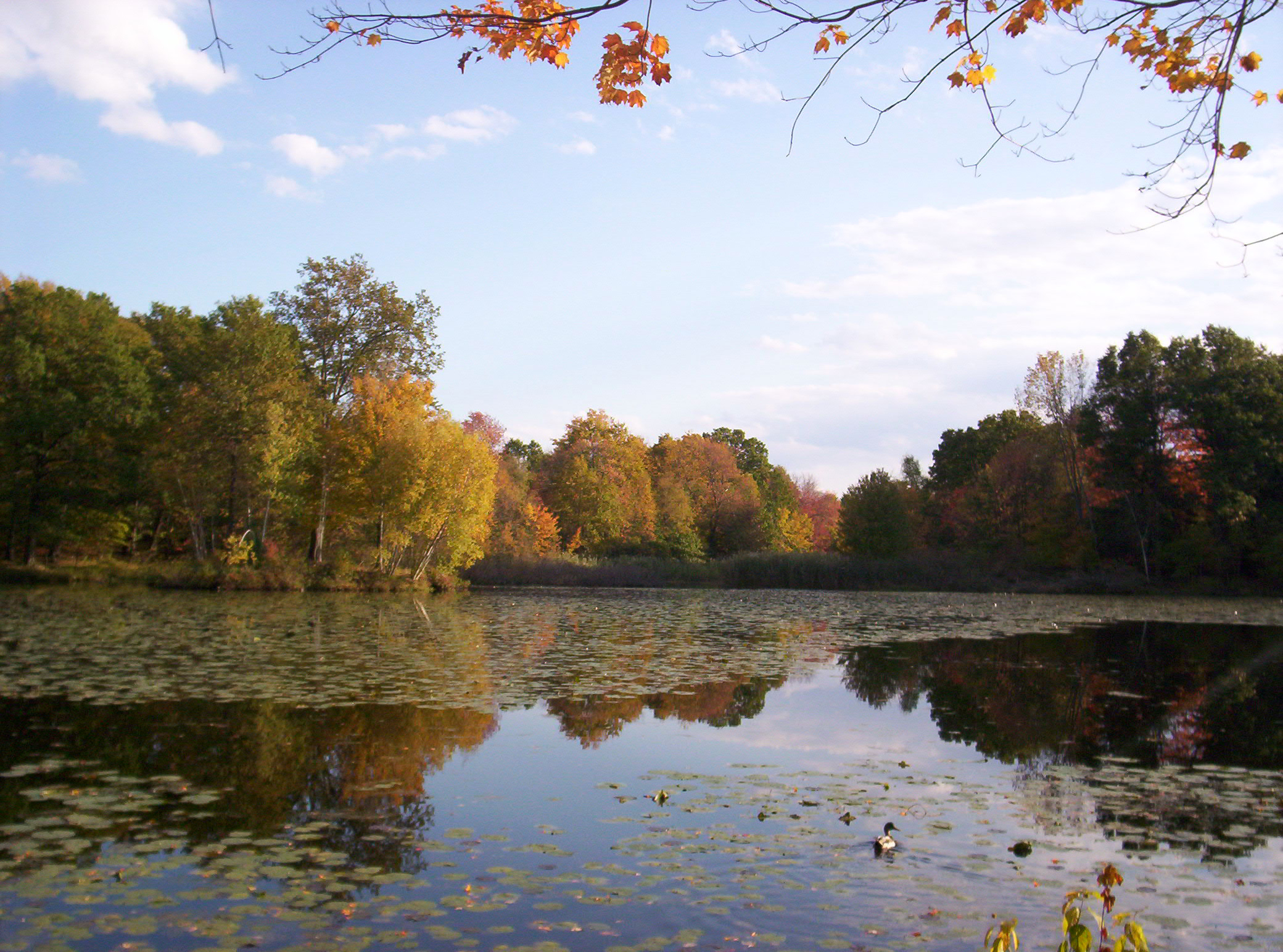 Lake Foliage (user submitted)