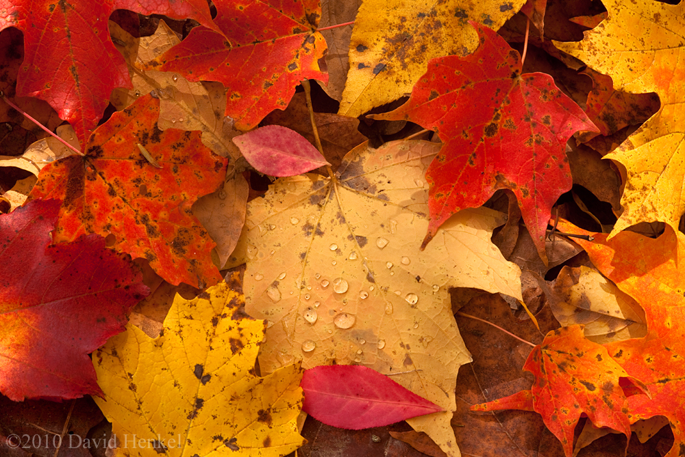 Autumn Splendor (user submitted)