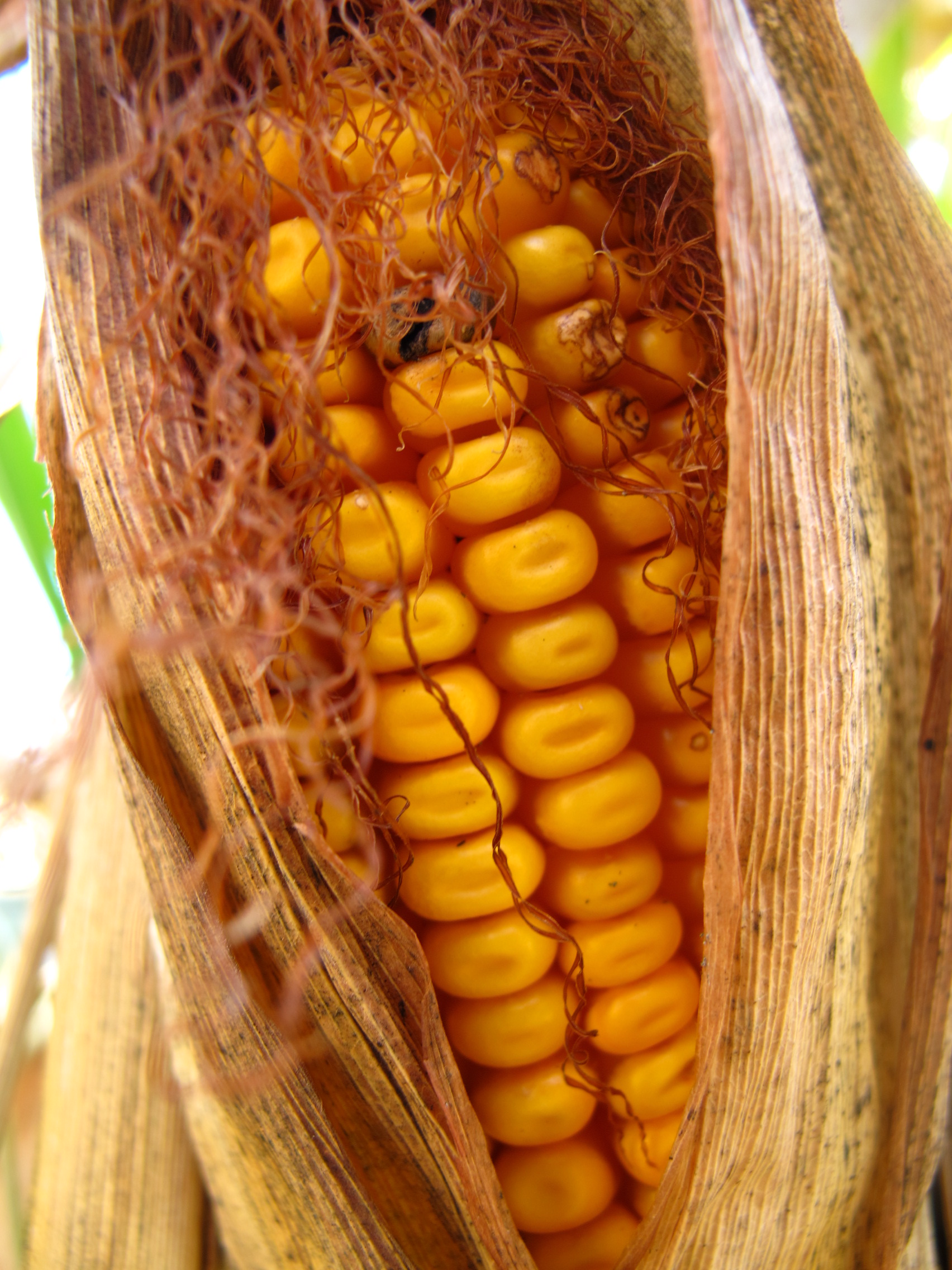 Corn (user submitted)