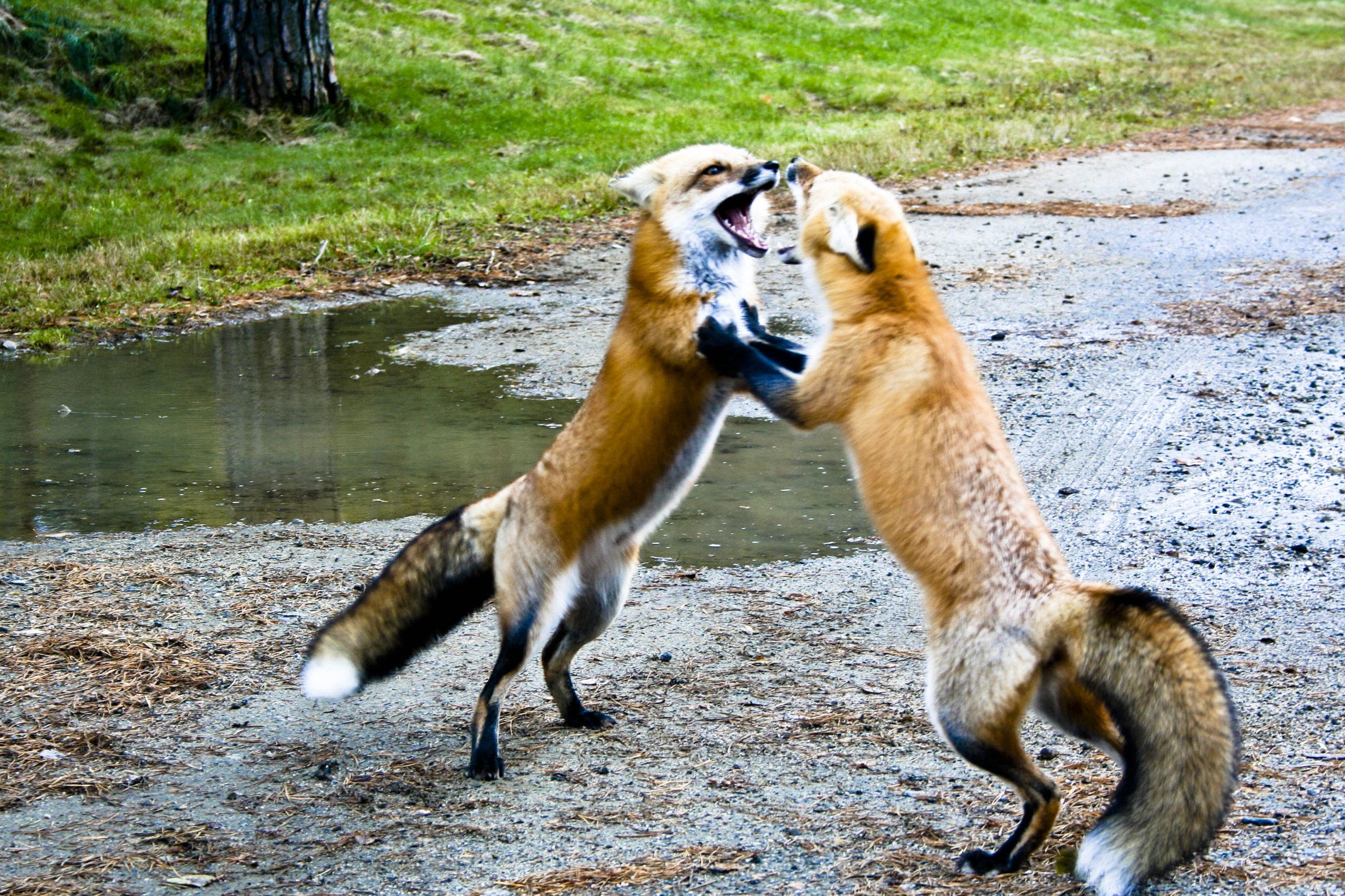 Foxes (user submitted)