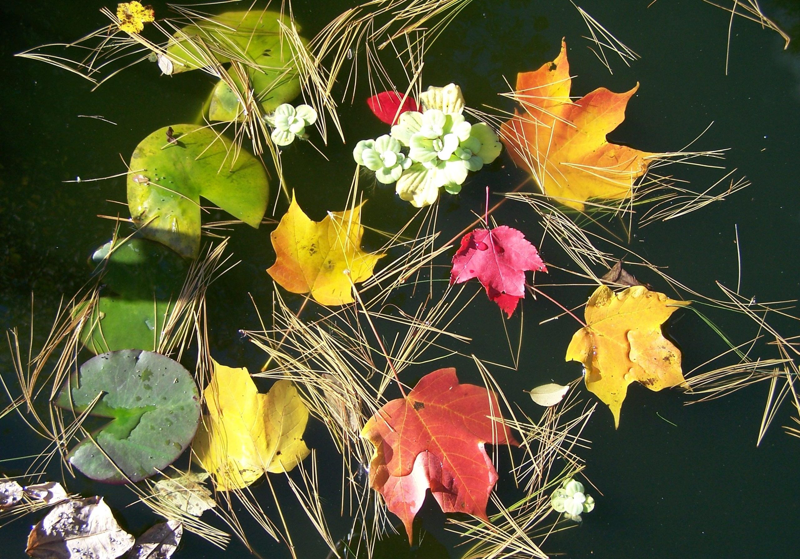 Floating Fall Bouquet (user submitted)