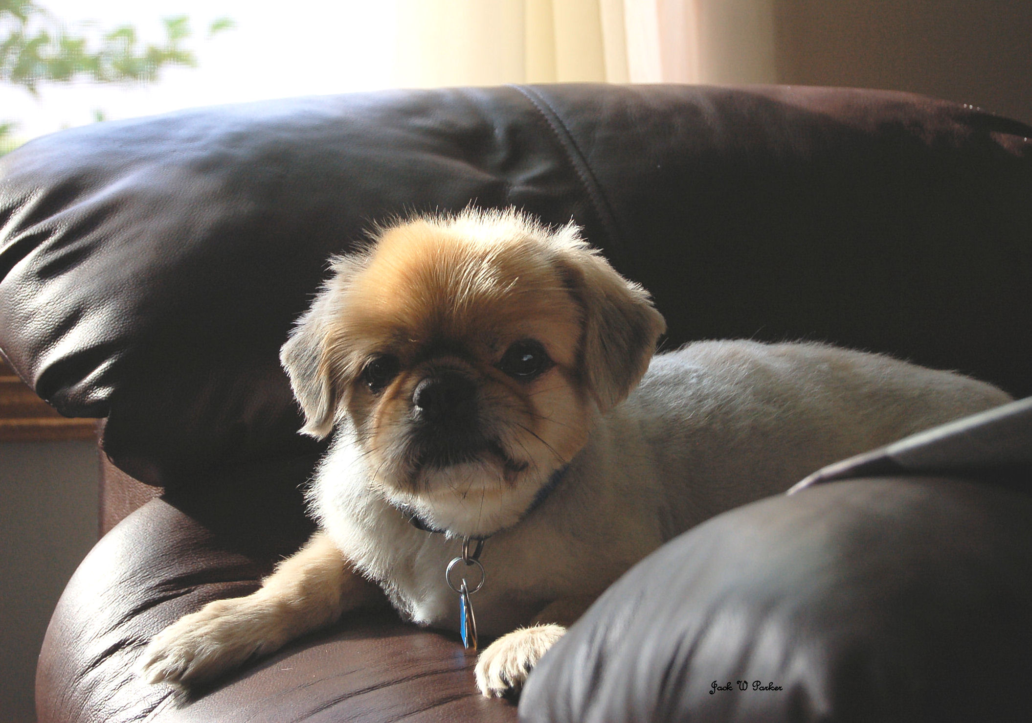 Tigger The Peke (user submitted)