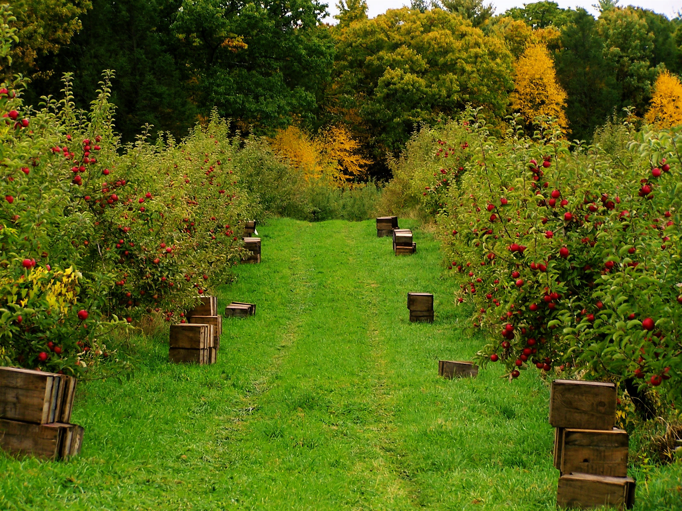 Apple Picking Rice Farm Orchards (user submitted)