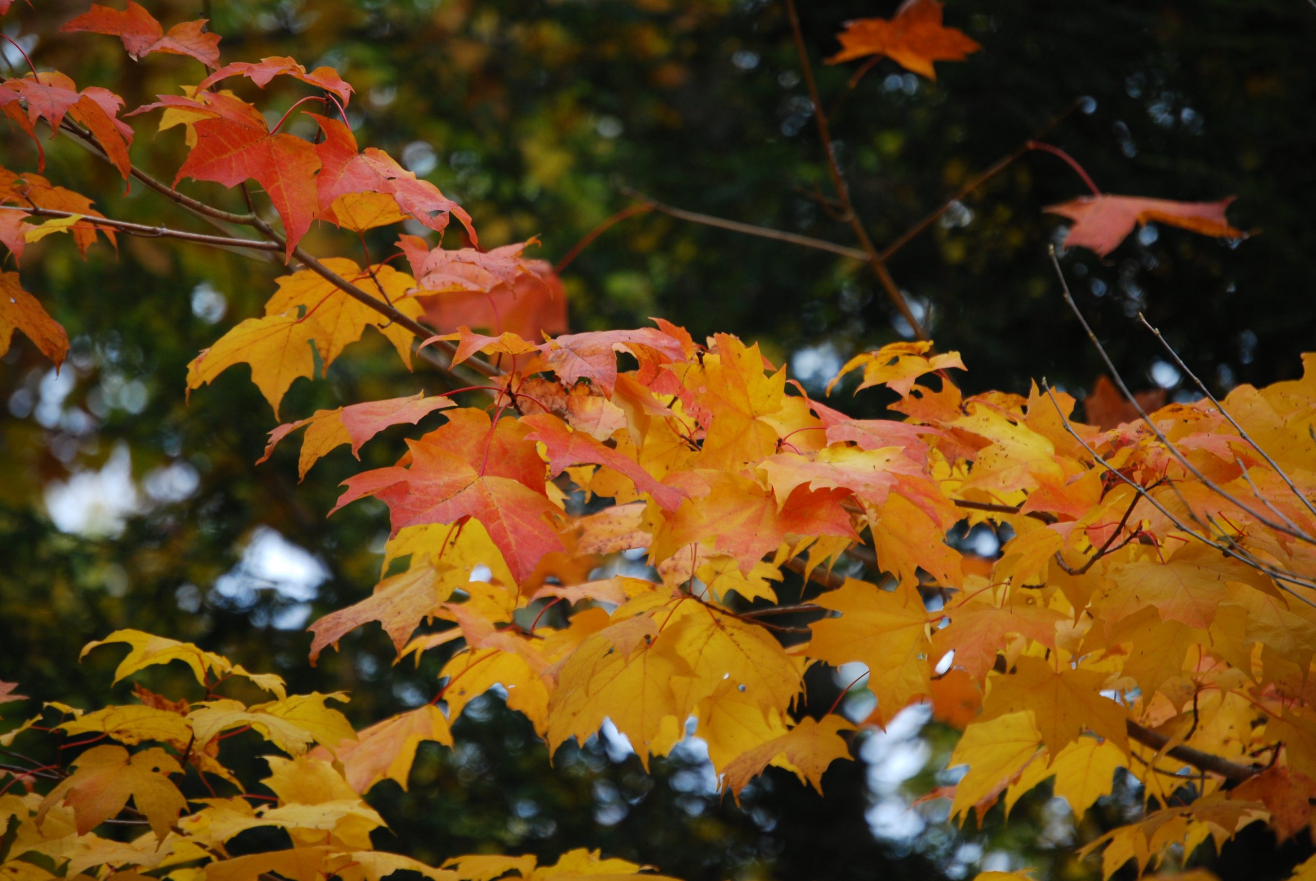 Fall Foliage At Garden In The Woods (user submitted)