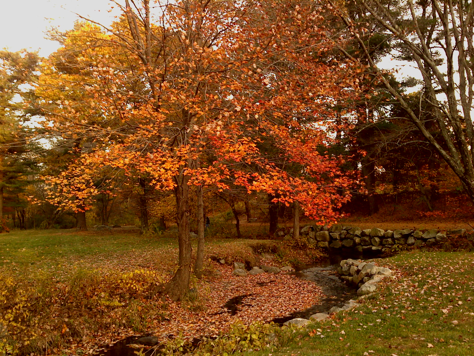 Autum Brook (user submitted)
