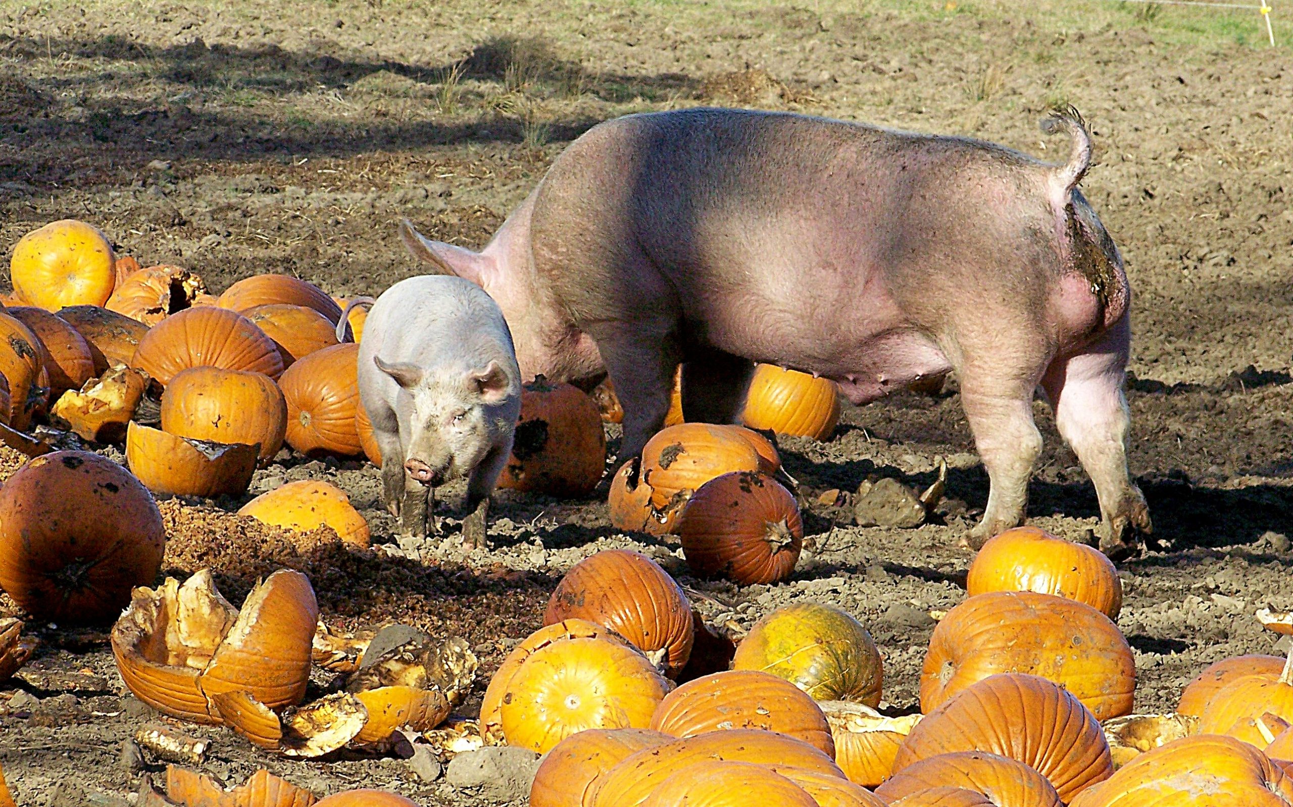 Pumpkin Patch Party (user submitted)