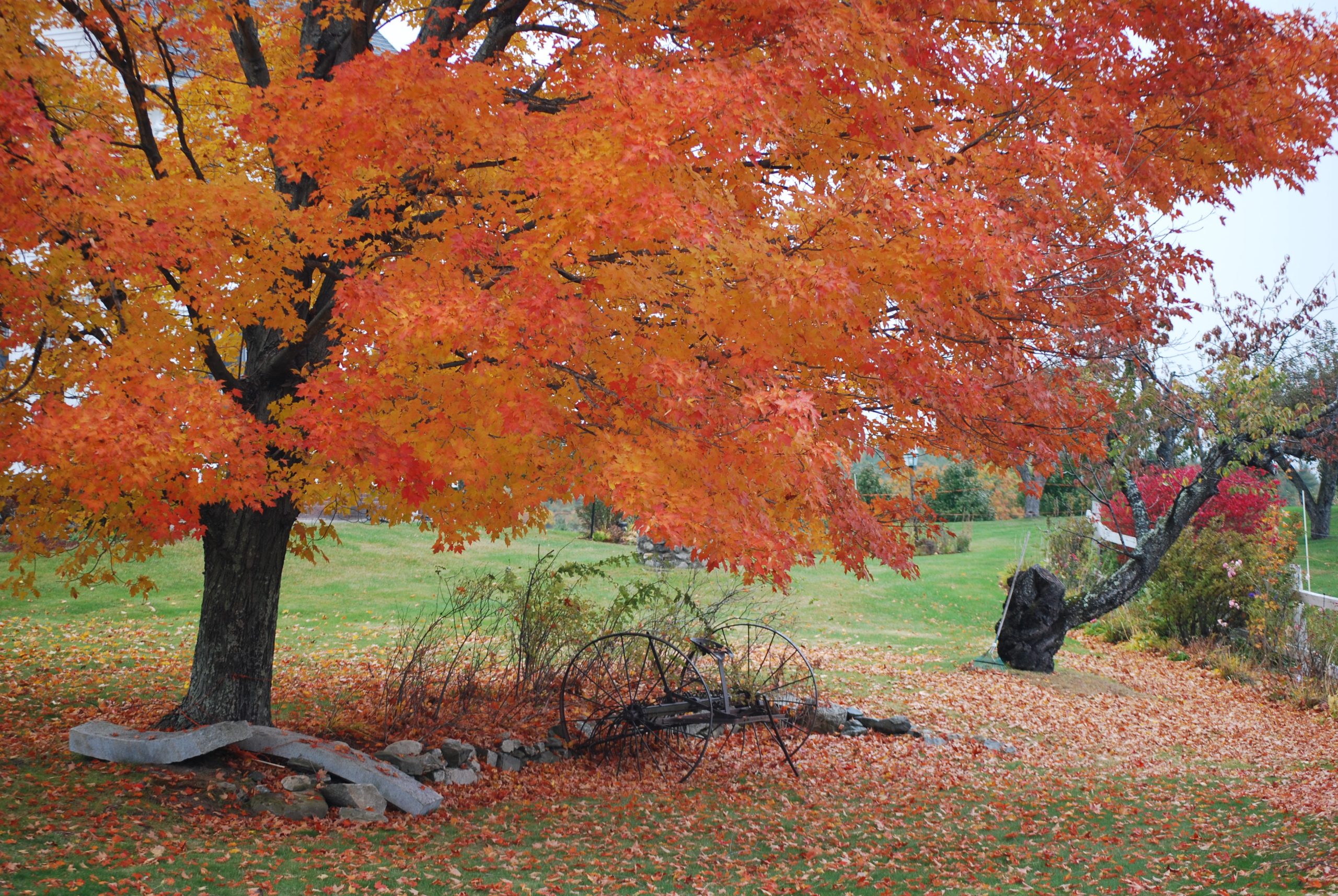 Fall Photo Contest 2010 (user submitted)