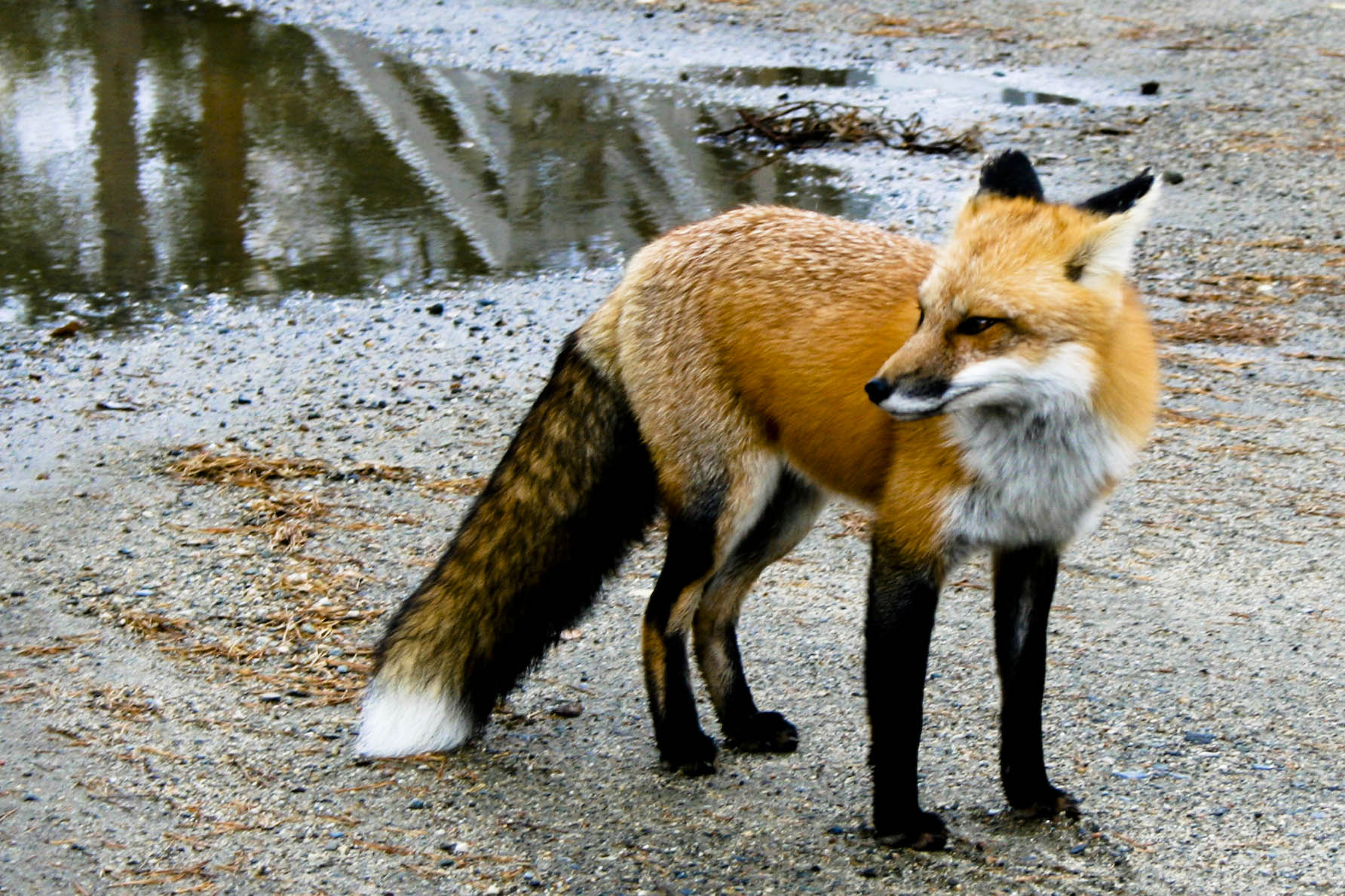Fox (user submitted)