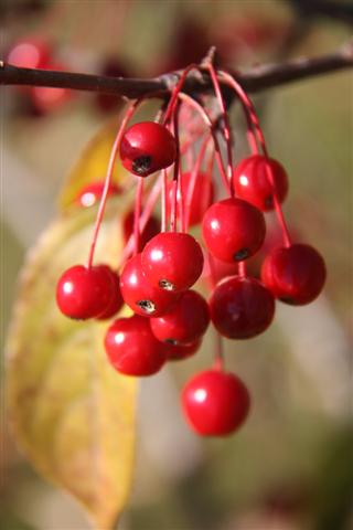 Red Berries (user submitted)