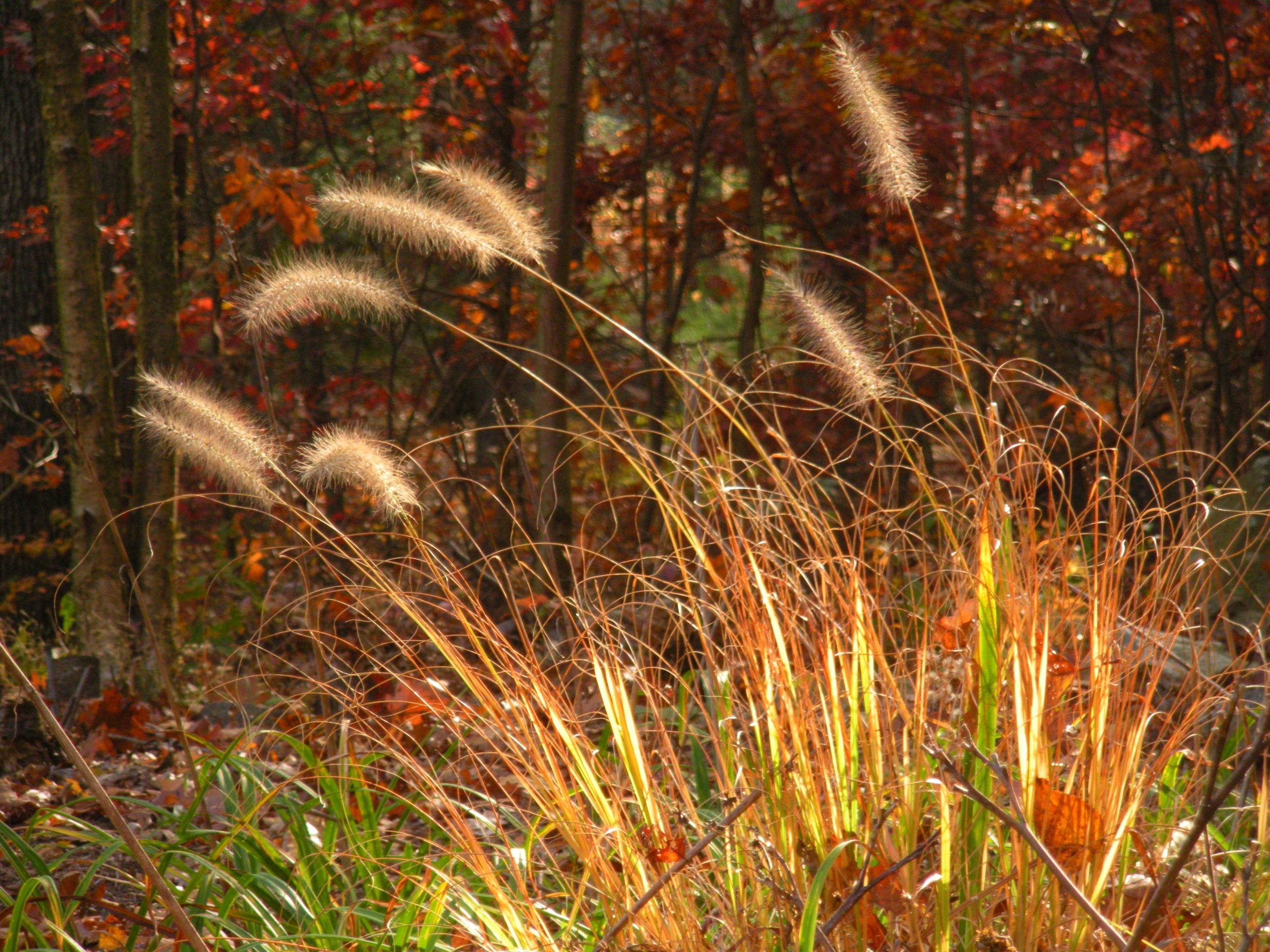 Breezy Grasses (user submitted)