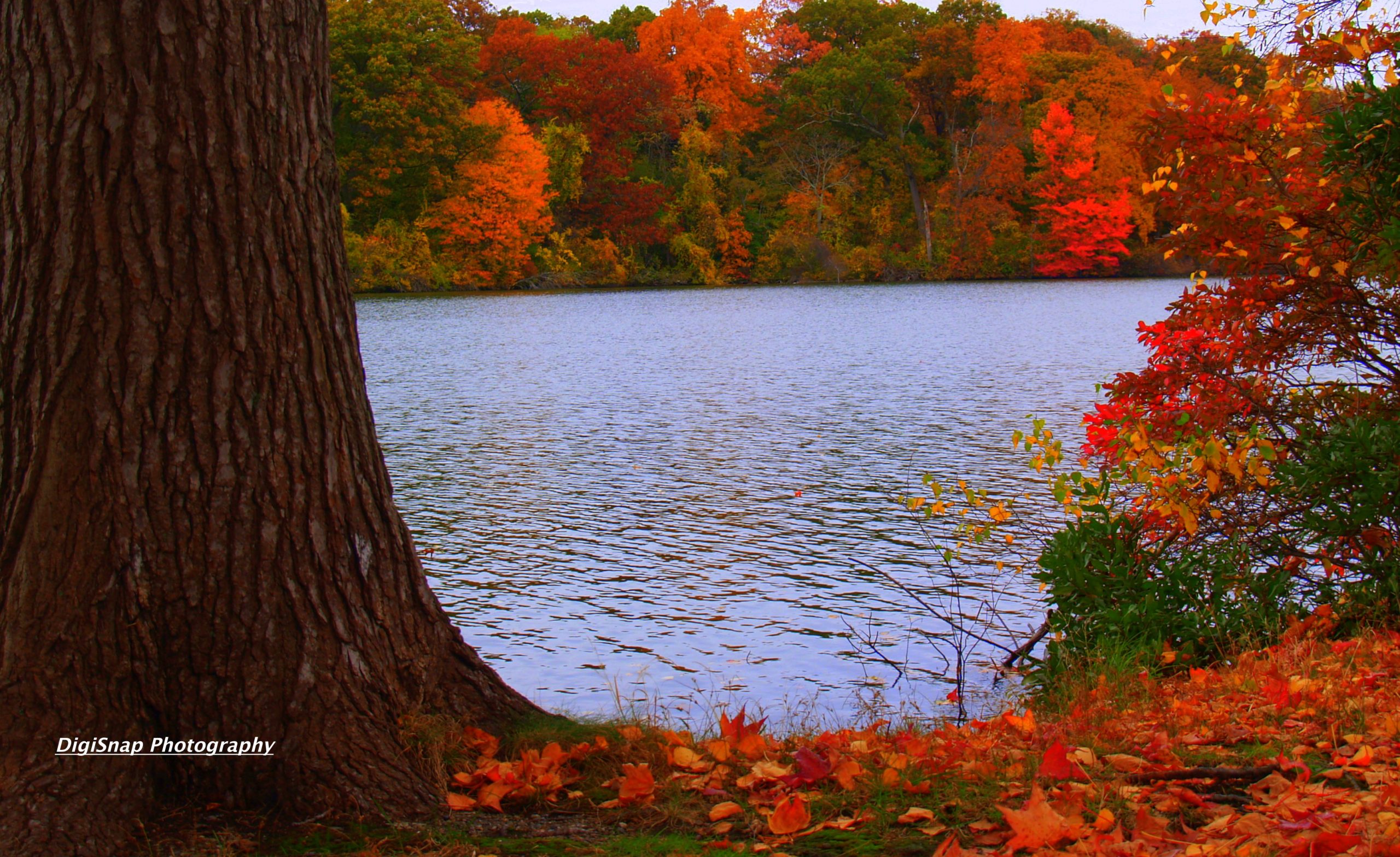 Fall At Roger Williams Park (user submitted)