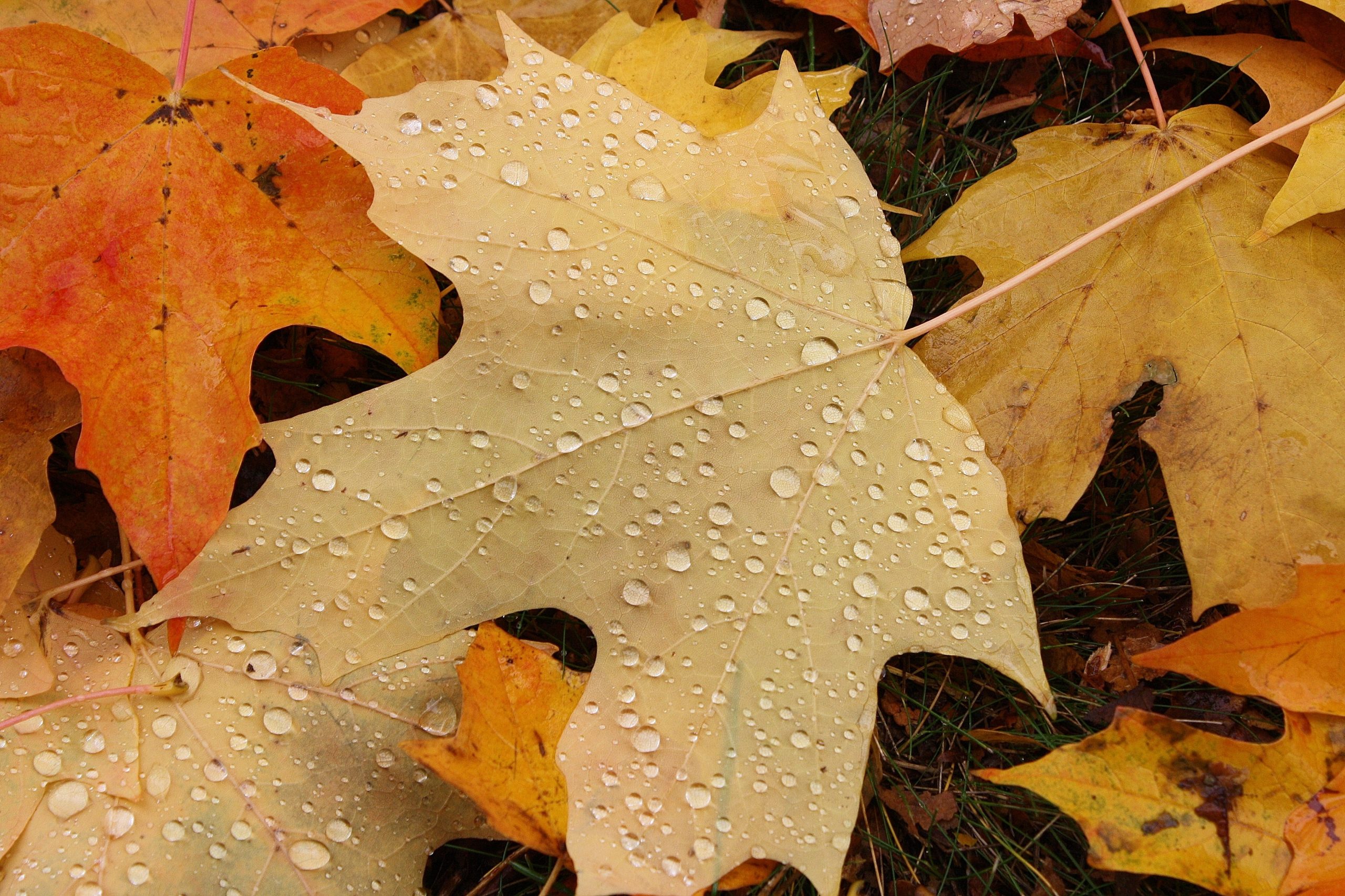 Raindrops On Leaf (user submitted)