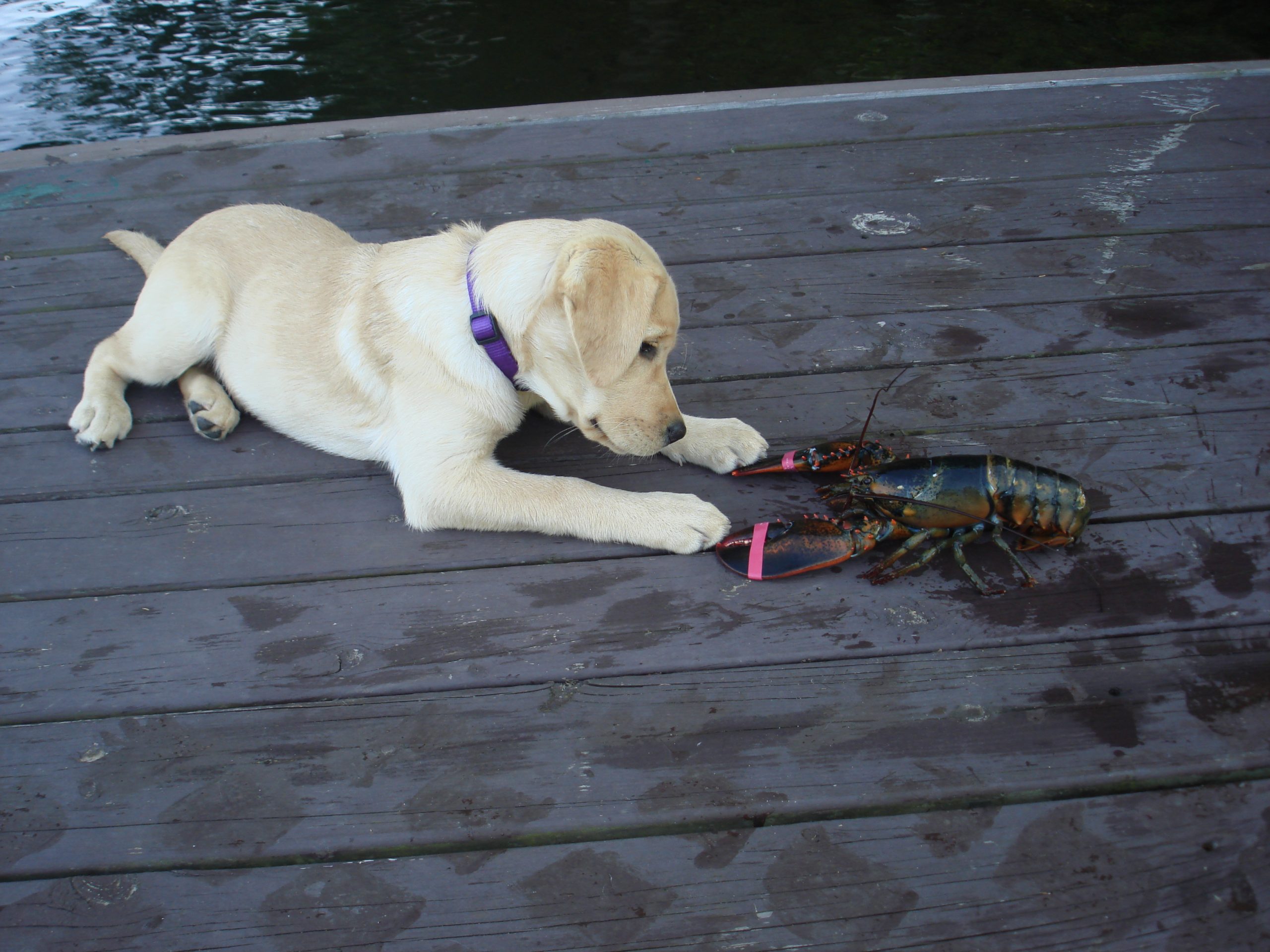 Lilly And Lobster (user submitted)