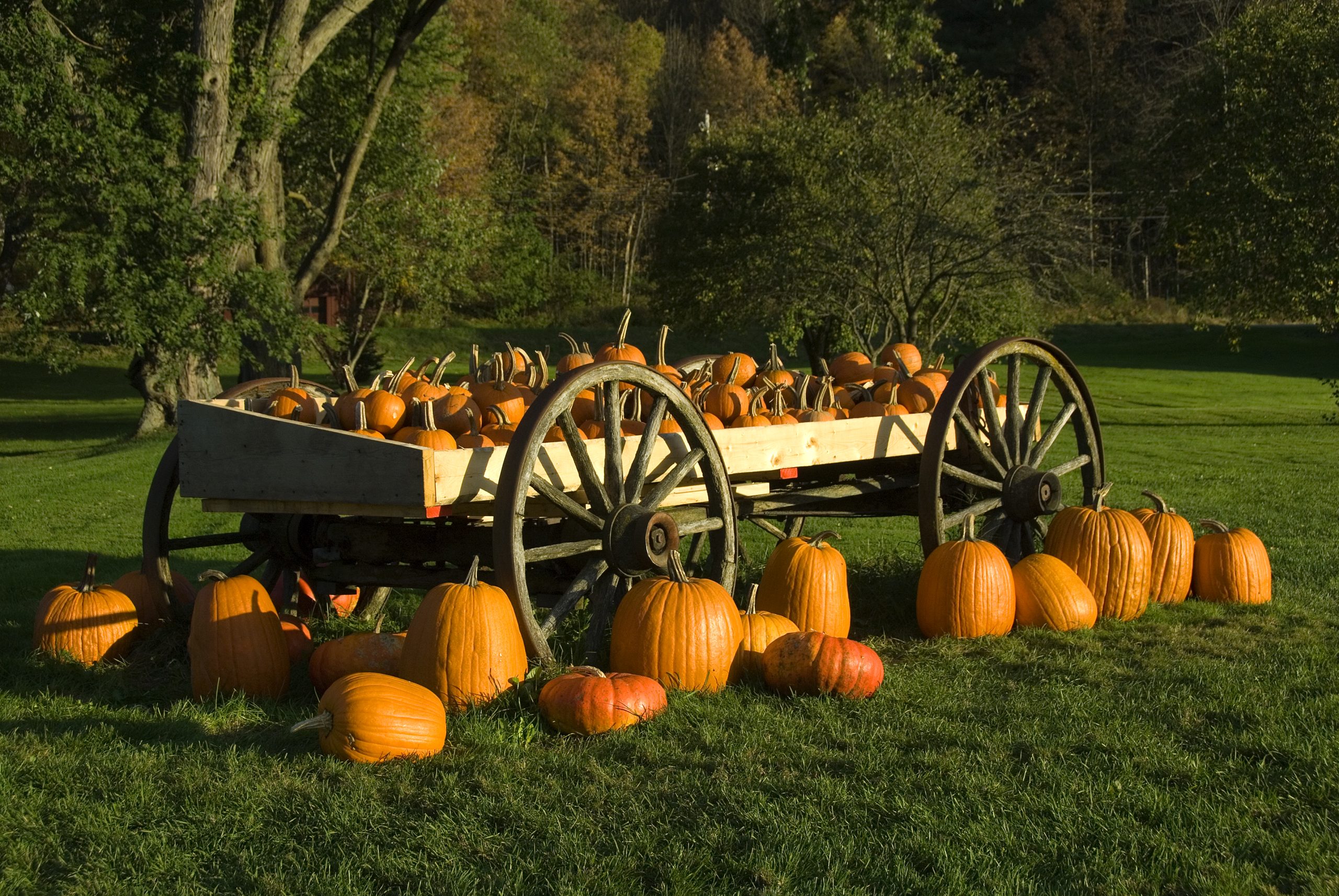 Wagon Load Of Pumpkins (user submitted)