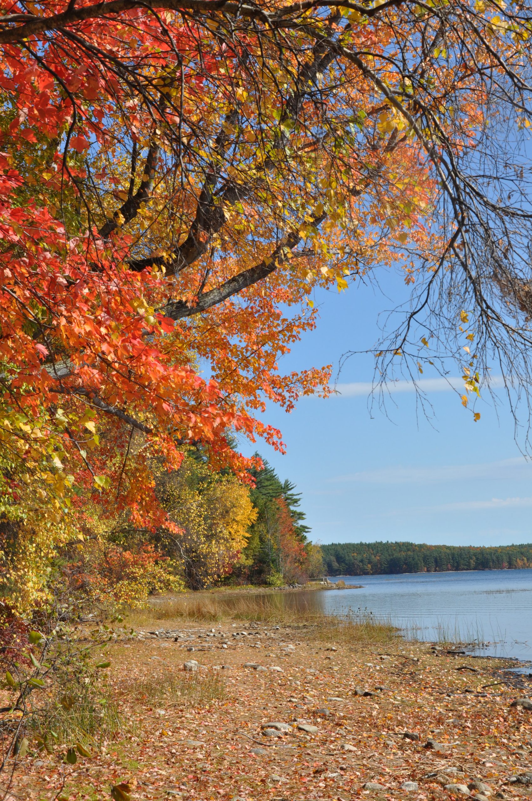 Shimmering Leaves On The Shore Of Massabesic Lake (user submitted)