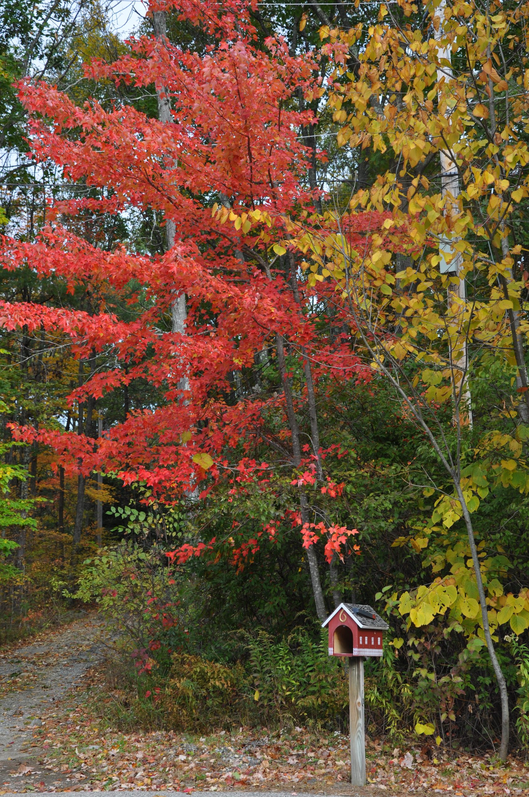 Mailbox And Red Tree (user submitted)