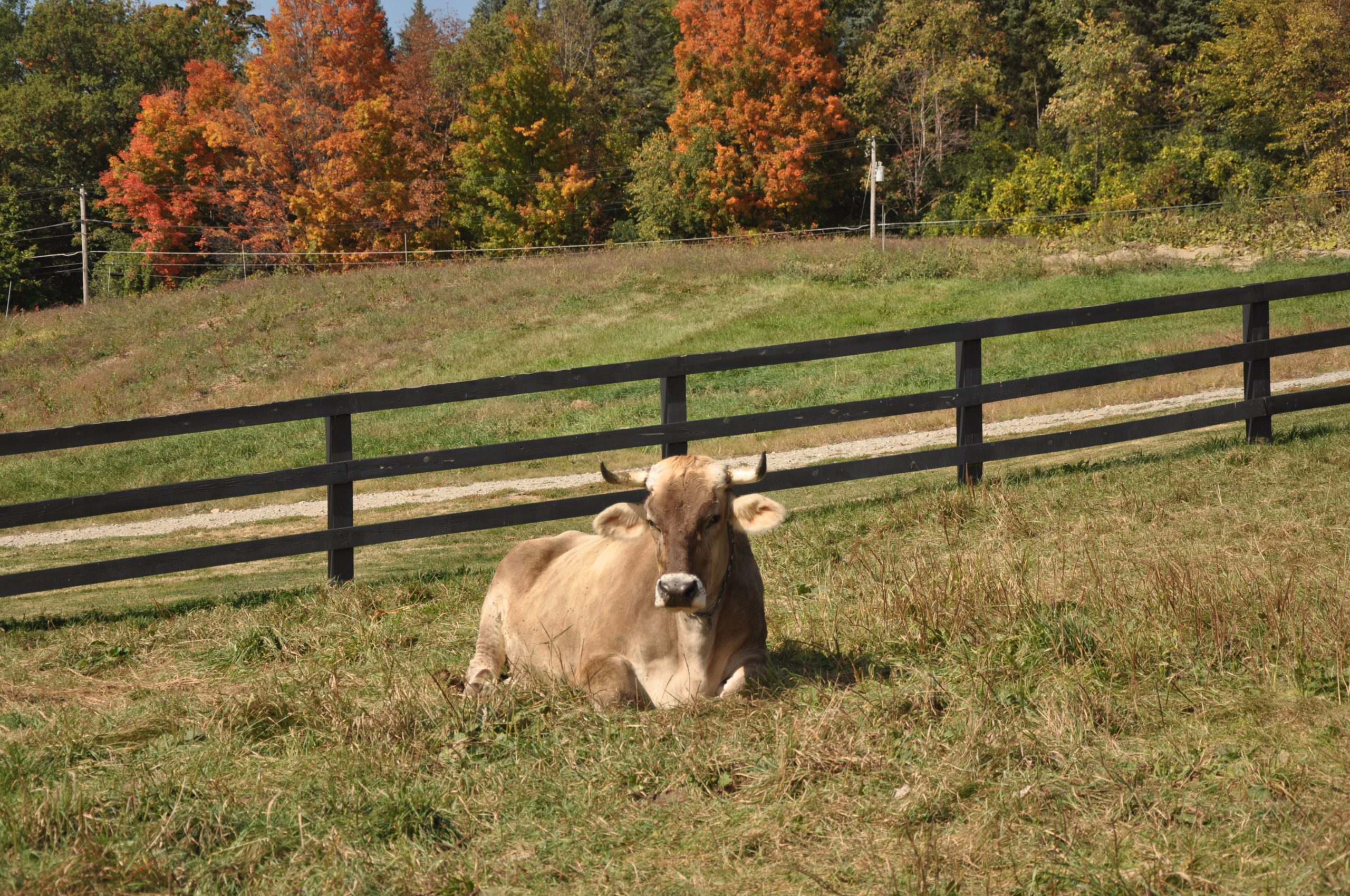 Cow Relaxing In The Pasture (user submitted)